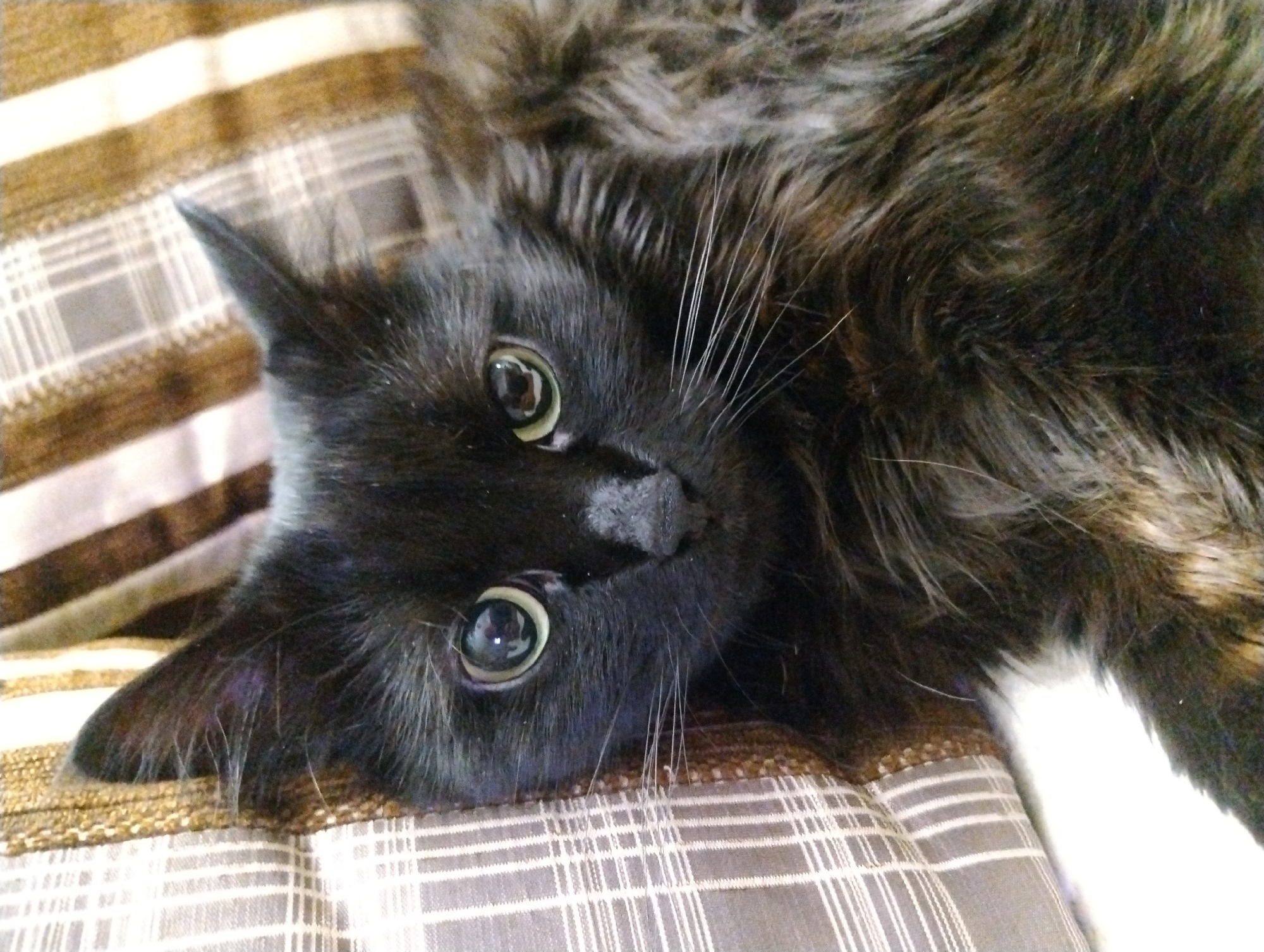 A close-up, vertical shot captures a black cat with green eyes resting on a striped pillow. The cat's face is the central focus, with its ears perked and whiskers extended. The pillow, positioned behind and to the left of the cat, features alternating brown and off-white stripes. A portion of the cat's fluffy, dark fur is visible, blending into the pillow's textures. The overall lighting is soft, highlighting the cat's features and the patterned background.