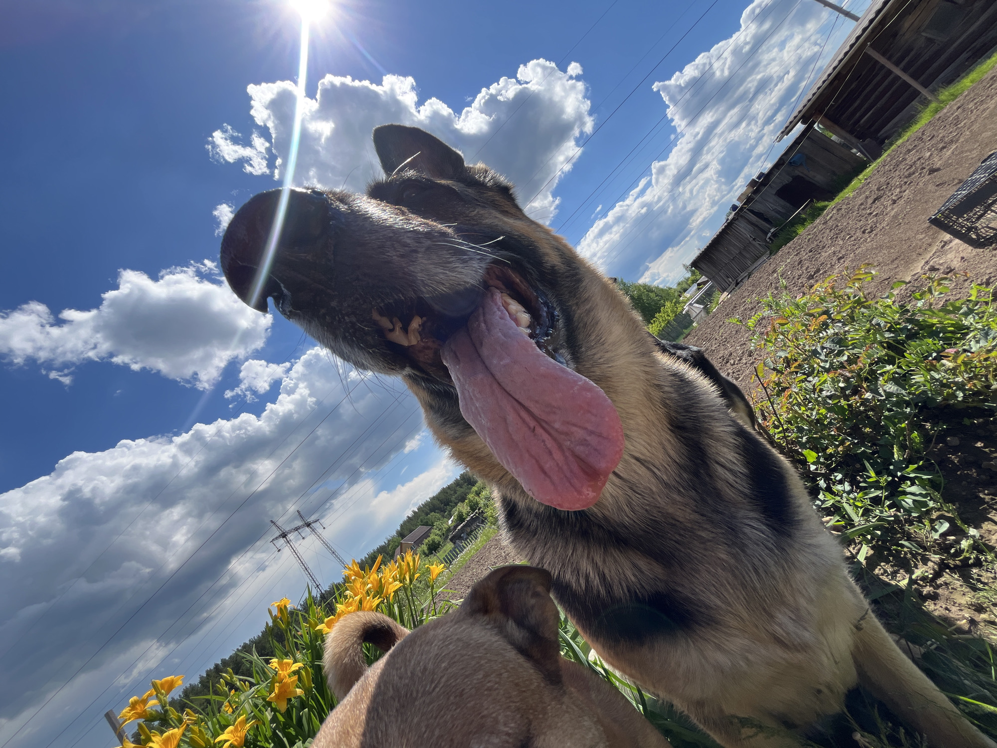 An outdoor, low-angle photograph captures a German Shepherd dog from a worm's-eye view, with its head prominently displayed in the upper part of the frame. The dog looks down and slightly to the right, mouth open and a long, pink tongue hanging out, suggesting panting or excitement. Its fur is a mix of black, tan, and brown. Part of a second, smaller, light brown dog is visible from behind in the lower center, its back and curled tail seen amidst yellow flowers.
The setting is a sunny rural or semi-rural landscape, possibly in Nizhny Tagil, Russia. The sky is bright blue with scattered white cumulus clouds, and the sun is high, creating a strong lens flare in the upper left corner. In the mid-ground, a vibrant patch of yellow daylilies with green foliage is visible on the left. Further back, power lines stretch across the sky, connected to a distant power pylon. On the right, there are rustic wooden structures, likely sheds or old buildings, alongside tilled ground and green bushes. Rolling, tree-covered hills are visible in the distant background.
The time of day is clearly bright daytime, likely mid-morning or early afternoon, given the high sun and clear visibility. The weather is sunny with some clouds. The wide-angle, tilted perspective creates a dynamic and immersive feel, placing the viewer in close proximity to the dogs. There is no visible text in the image.