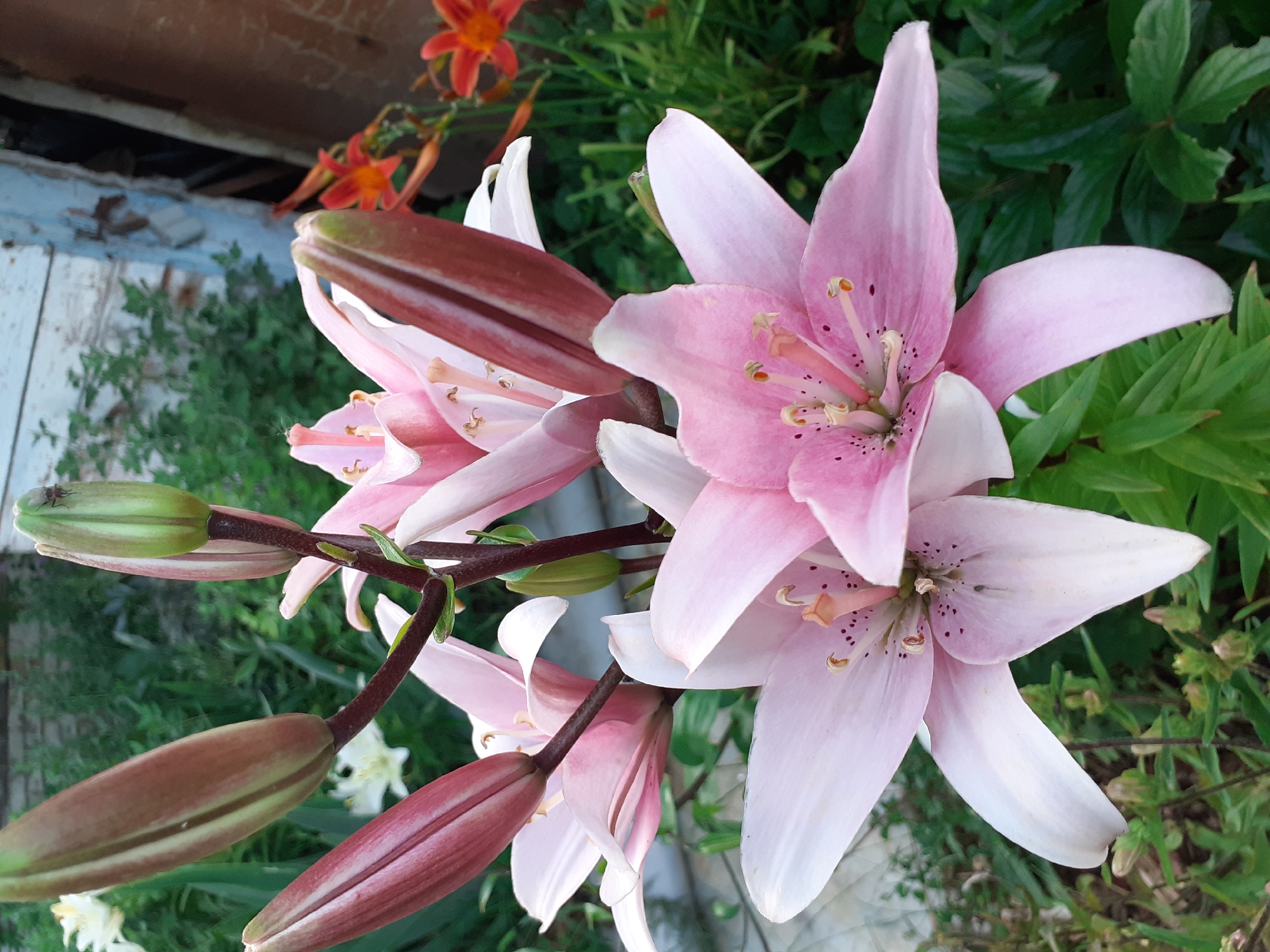 The image shows a close-up view of several pink lilies, some in bloom and others as buds. The lilies are in various stages of opening, revealing delicate pink petals with darker speckles and prominent stamens. In the background, there are hints of other flora, including some vibrant orange flowers. The setting appears to be a garden or outdoor space, with glimpses of greenery and what looks like wooden structures in the upper left portion of the frame. The lighting suggests it might be daytime, likely outdoors. There are no people visible in the image, nor any discernible text. The overall impression is one of natural beauty and the quiet unfolding of flowers. The location context provided is Deremezna, Ukraine.