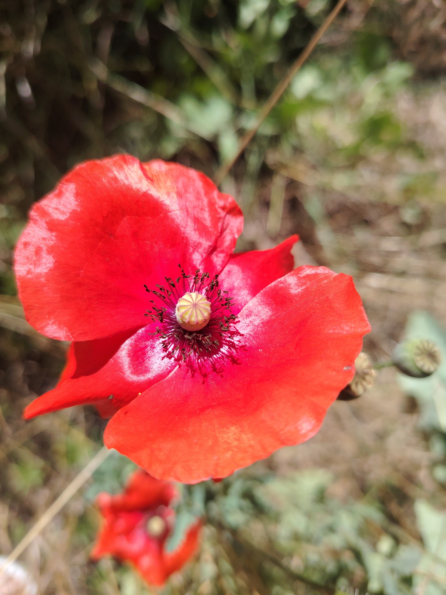 A close-up, eye-level, outdoor photograph captures a vibrant red poppy in sharp focus. The flower's delicate petals are a vivid scarlet, with some areas appearing translucent due to the sunlight. The center of the bloom features a cluster of dark stamens surrounding a pale, ridged pistil. The background is a blur of greens and browns, suggesting a natural, grassy environment. A thin, light-colored stem runs diagonally across the frame, partially obscuring the flower. In the lower portion of the image, another red poppy is visible, but out of focus. The scene is bathed in natural light, casting subtle shadows and highlighting the textures of the petals. This image was taken in Hostomel, Ukraine.