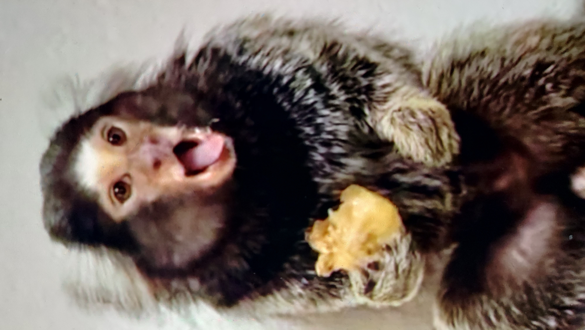 A marmoset monkey with a yellow object in its paws is captured in a medium shot against a light, neutral background. The monkey's mouth is open wide, with its tongue visible, suggesting it might be eating or vocalizing. Its fur is predominantly dark brown and gray, with lighter tufts around its ears and face. The yellow object appears to be a piece of food, possibly fruit or a vegetable, which the monkey is holding with both hands. The lighting is even, highlighting the texture of the monkey's fur and its facial features. The environment appears to be indoors with a plain backdrop, typical of a studio or enclosure setting. The monkey is centered in the frame, drawing the viewer's attention to its expressive face and the food it holds.