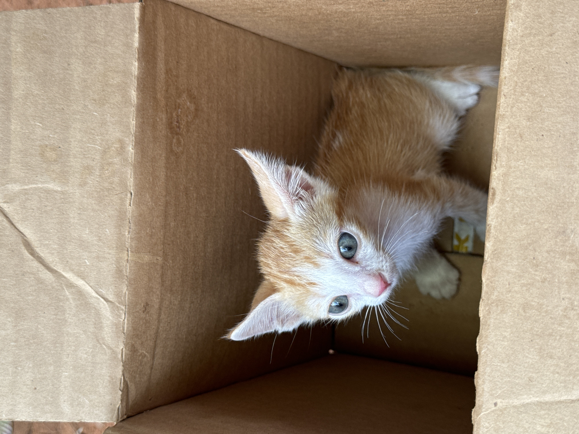 A ginger and white kitten is in a brown cardboard box. The kitten is looking up towards the camera. The scene is presumably inside, and there is no indication that it is Mũi Né, Vietnam.