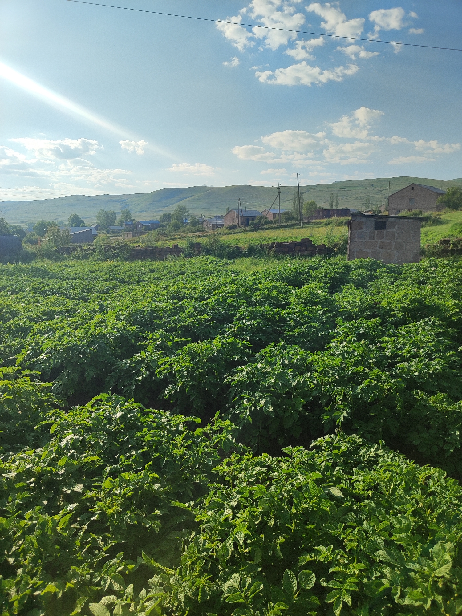 The image depicts a sun-drenched field of lush green plants, likely potatoes, extending into the foreground. In the mid-ground, several buildings are visible, including a stone structure that appears to be a small shed or outhouse, and other residences with brick and stone construction. A scattering of trees dots the landscape between the field and the buildings. Beyond the immediate settlement, rolling green hills rise under a bright blue sky filled with fluffy white clouds. A strong sunbeam cuts across the upper left quadrant of the image, indicating the time of day is likely late morning or early afternoon. Power lines are faintly visible stretching across the top of the frame. The overall impression is a rural, agrarian setting.