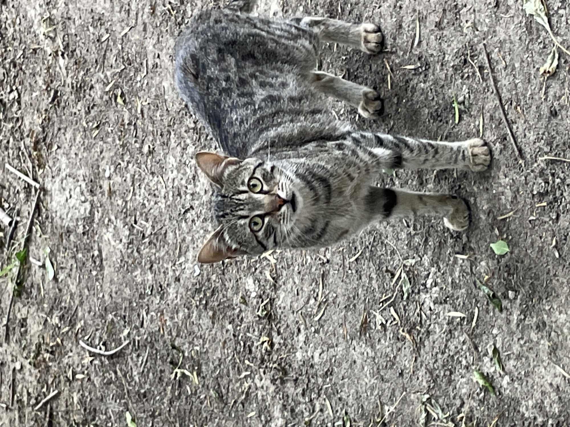 A tabby cat stands on a dirt ground scattered with leaves and twigs. The cat is facing the viewer, with its head slightly tilted. Its fur is a mix of gray, black, and brown stripes. The cat's eyes are green and wide open. The background is blurred, suggesting the image was taken outdoors.