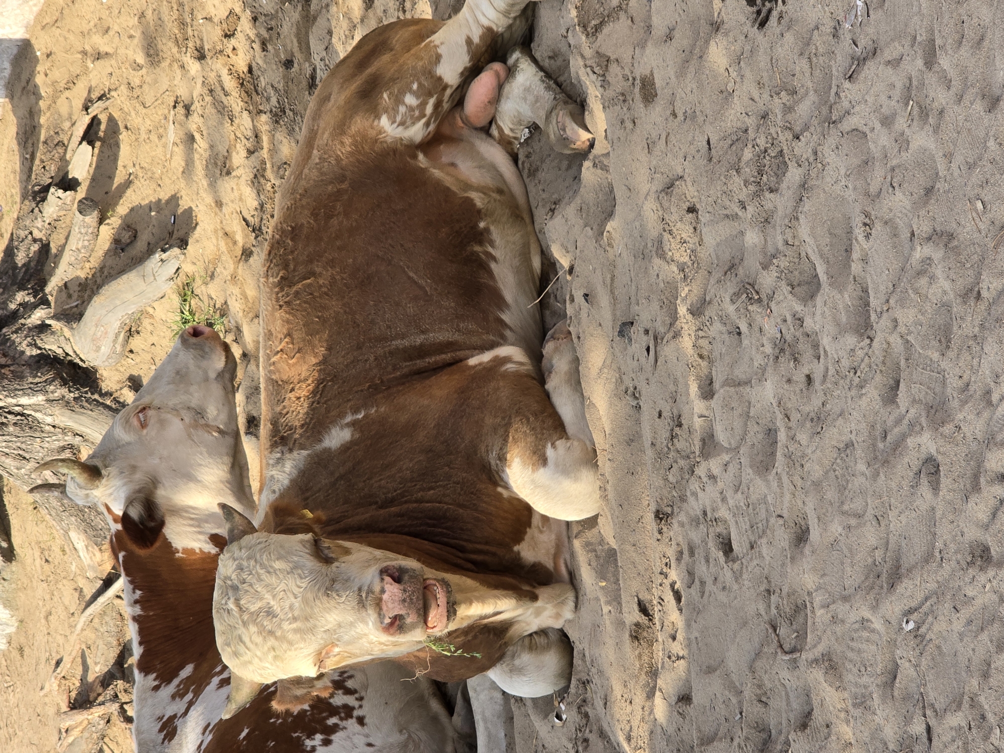 In Goryachinsk, Russia, two cows rest on sandy ground near a tree. The cow in the foreground is a brown and white bull lying down, facing the camera with its mouth open and a blade of grass visible. Its prominent genitalia are visible. Behind it, another cow with brown and white markings lies down, looking to the right. The environment consists of sand, dirt, and the base of a tree with scattered logs and branches.