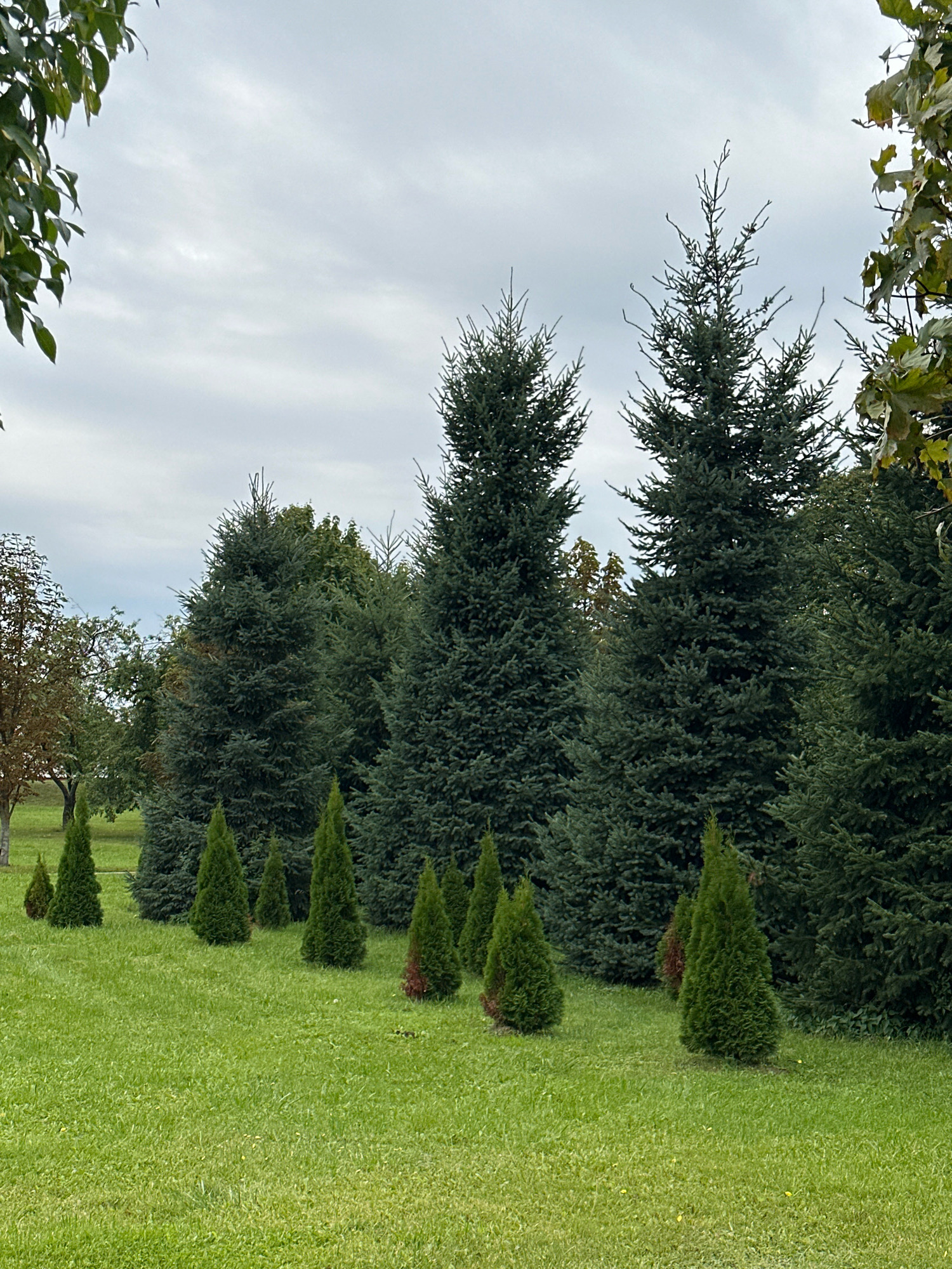 The image shows a grassy lawn with several evergreen trees of varying sizes. In the foreground, there is a row of smaller, conical evergreen trees, some of which appear to be somewhat sparse or dry in patches. Behind these smaller trees, a line of larger, denser evergreen trees forms a backdrop. The sky above is overcast with gray clouds. The scene appears to be an outdoor park or garden area. The location is identified as a city park in Minsk, Belarus. There are no people visible in the image.