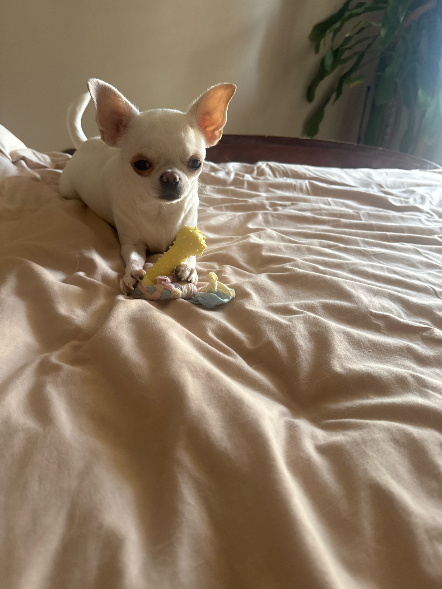 A white chihuahua dog lies on a tan-colored bedspread, holding a yellow chew toy with its paws. The dog is looking directly at the camera. In the background, a dark wooden headboard and a plant are visible. The lighting suggests it is daytime. The location of this scene in Novosibirsk, Russia is not specified by the image.