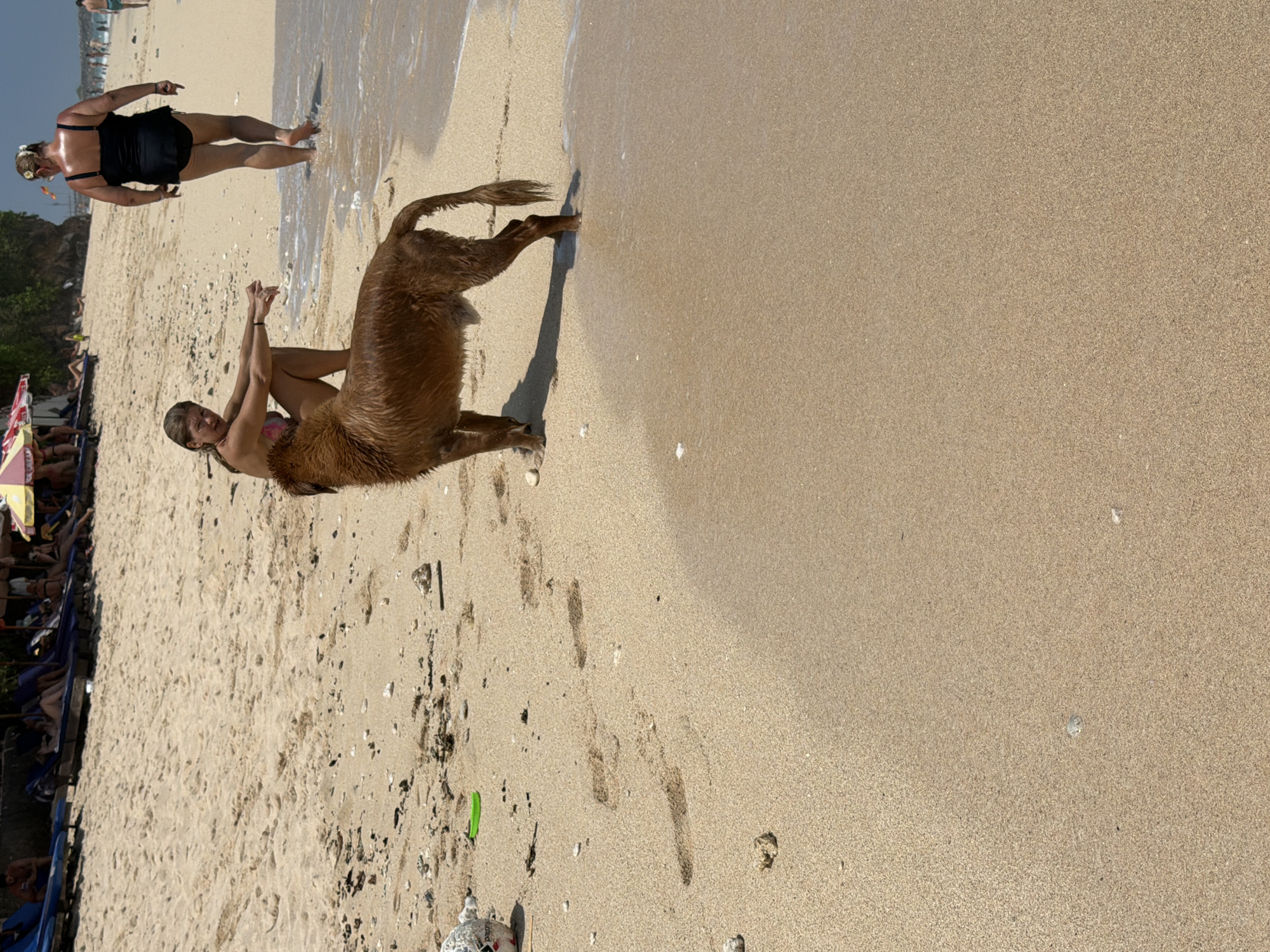 The scene depicts a sunny beach in Ungasan, Indonesia. In the foreground, a large, wet, light-brown dog, appearing to be male, stands in shallow ocean water at the sand's edge, facing left with its tail slightly curled. Its left hind leg is partially submerged. The sandy beach in the foreground shows numerous footprints and scattered small rocks and debris, including a partially visible white and black ball and a small green plastic item on the left.
In the midground, a young adult female with light brown hair is seated directly behind the dog on the wet sand, wearing a pink and white patterned bikini top and matching bottoms. Her arms are crossed in front of her, and she is looking towards the viewer. To her right, a heavier-set adult female with blonde hair adorned with a white flower ornament is walking away from the camera in the shallow water, wearing a black one-piece swimsuit.
The background reveals a busy beach area with multiple blue sun loungers and various colored umbrellas (red/white striped, yellow) set up on the sand. Several individuals are visible relaxing on these loungers. A natural rock cliff face rises behind the loungers on the left. Further down the beach to the right, additional people are visible in the distance, walking along the shoreline. The sky is clear blue with minimal cloud cover.