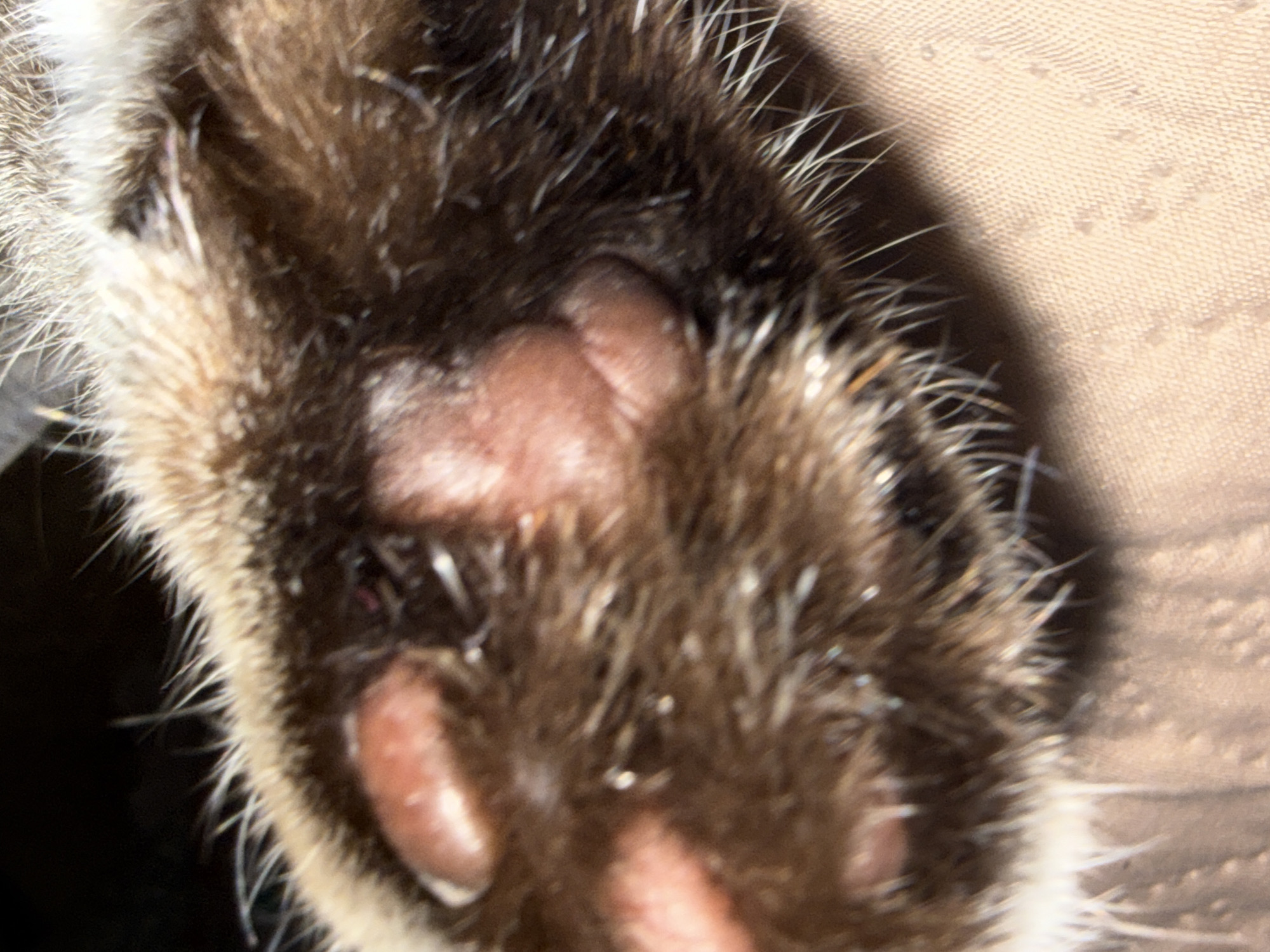 The image is a close-up, macro shot of a cat's paw. The focus is on the paw pads and the surrounding fur. The paw appears to be a mix of brown and white fur, with individual hairs clearly visible. The paw pads are a pale pinkish-brown color and have a slightly textured appearance. Some of the paw pads are partially obscured by the fur. The background is a blurred, light-colored, textured surface, possibly fabric. There are no people, text, or specific location cues visible in the image. The lighting suggests it is likely indoors.