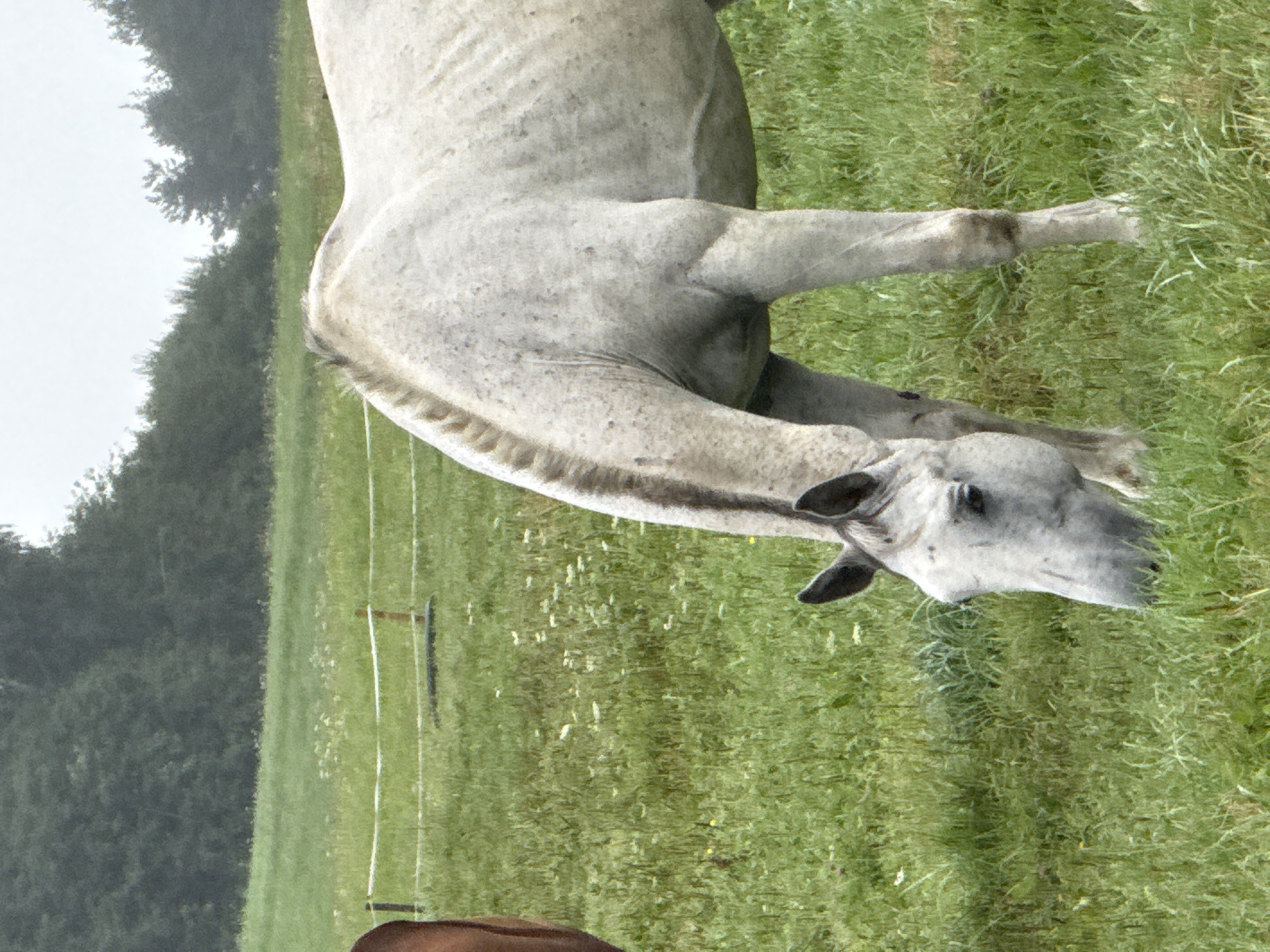 A light-colored horse with a roan coat grazes in a grassy field in Galinė, Lithuania. The horse is positioned in the foreground, facing towards the right side of the frame, with its head lowered to eat. Its mane is visible, appearing braided. In the background, a dense line of trees forms the horizon, and a white electric fence with wooden posts runs horizontally across the field. The sky is overcast and the lighting is diffused. Another horse, a darker brown color, is partially visible on the far left of the frame. The field is covered in green grass with scattered small white flowers.