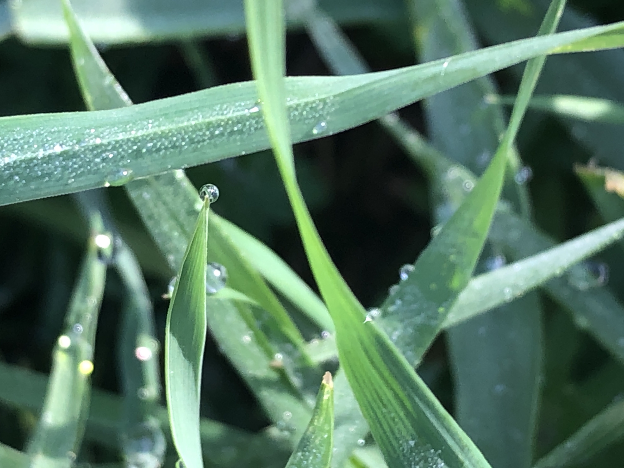 A close-up view shows blades of green grass covered with dew drops. The location and city are not identifiable from the image.