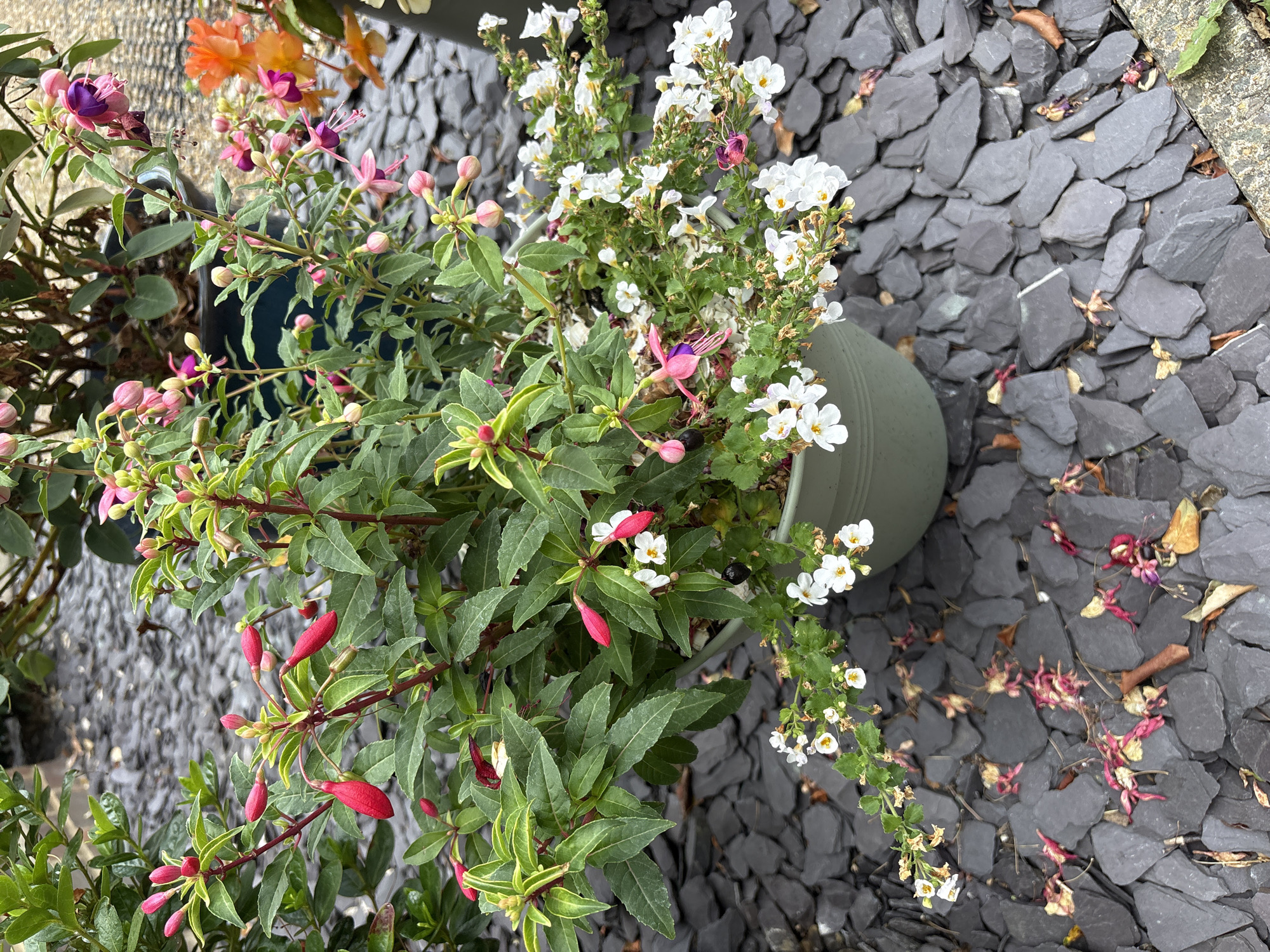 The image shows a potted fuchsia plant with numerous pink and red bell-shaped flowers and buds, along with some small white flowers spilling over the edge of the pot. The pot is light green and sits on a surface covered with dark grey slate chippings. There are some fallen petals and leaves scattered on the chippings. In the background, more potted plants are visible, including one with bright orange flowers. The lighting suggests it is daytime. The scene appears to be in an outdoor setting, possibly a garden center or a paved garden area. There are no people or animals visible. The image does not provide any specific geographical markers to pinpoint its location within Chelmsford, United Kingdom.