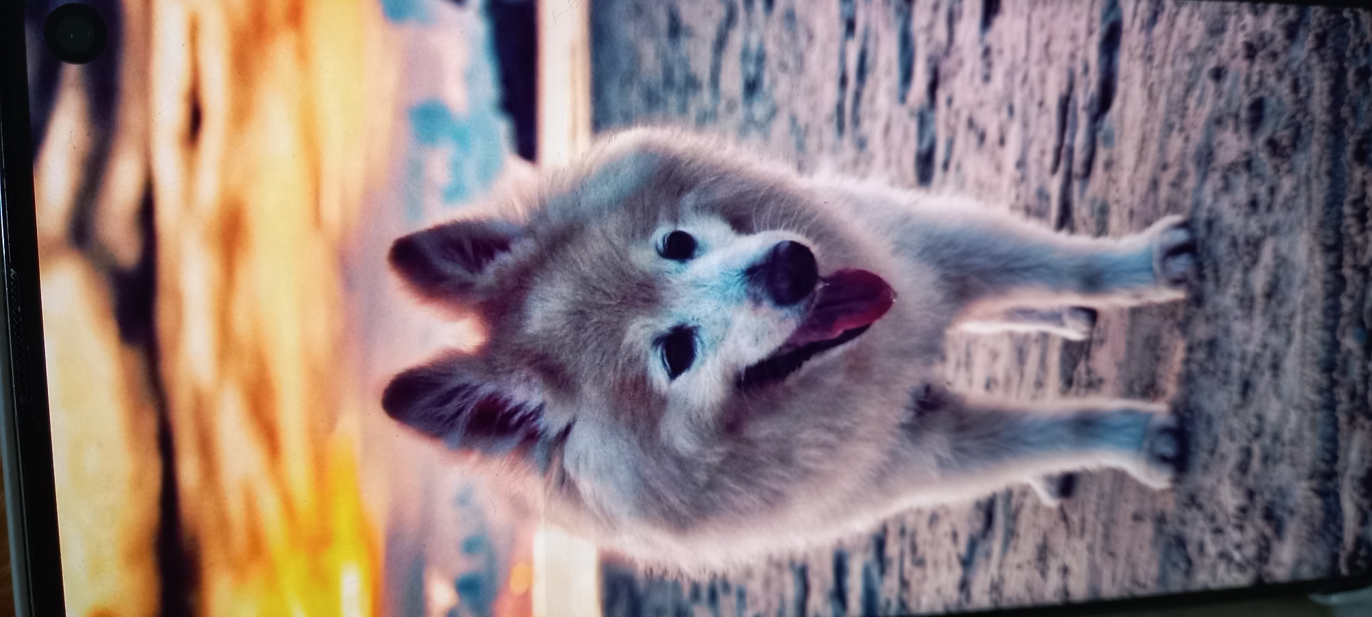 The image depicts a screen displaying a photograph of a dog. The dog is light brown and white, with pointy ears, dark eyes, and its tongue sticking out. The background behind the dog is blurred, but appears to show a sandy or rocky ground. The screen itself has a black border and a camera lens visible in the top left corner. The setting location in the city of Baan Chaloklum, Thailand cannot be determined from the image.