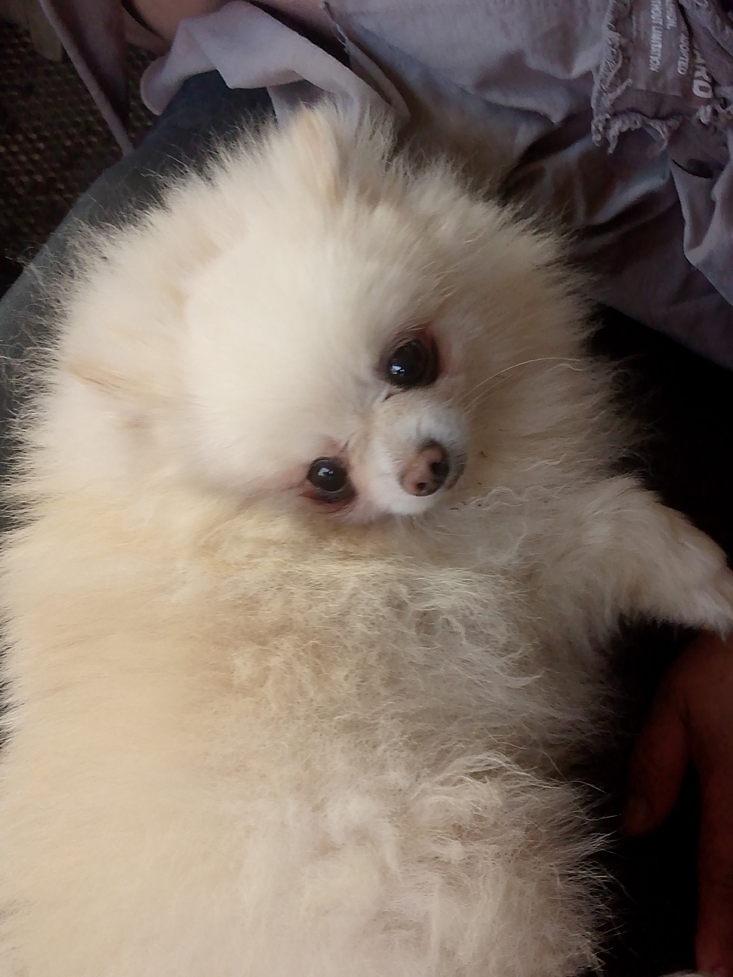 A cream-colored Pomeranian dog is lying on a person's lap, with its head and chest visible. The dog has dark eyes, a pink nose, and long, fluffy fur. The person's lap appears to be covered by dark fabric, possibly denim. In the background, gray fabric is visible, with some of it appearing wrinkled and torn. The image is taken from a high angle, looking down at the dog. There is no discernible context about the location in Magadan, Russia.