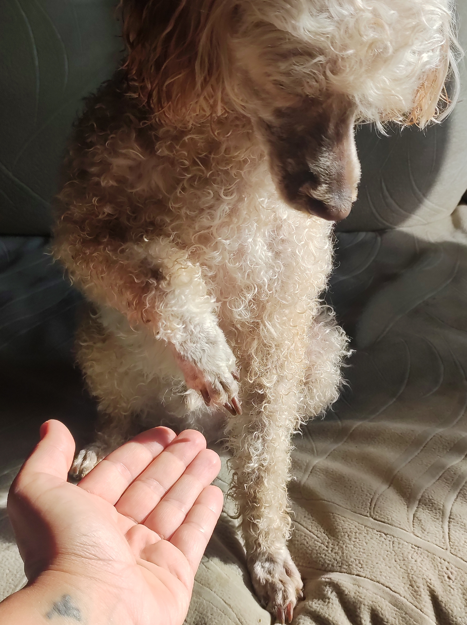 A close-up shot shows a poodle's front paw extended towards an open hand. The poodle has curly, cream-colored fur and is sitting on a textured, light-colored surface, possibly a couch or chair. The hand in the foreground is light-skinned and also appears to be resting on the same surface. A small, dark tattoo is visible on the wrist of the hand. Sunlight casts shadows across the scene, highlighting the textures of both the dog's fur and the surface it is on.