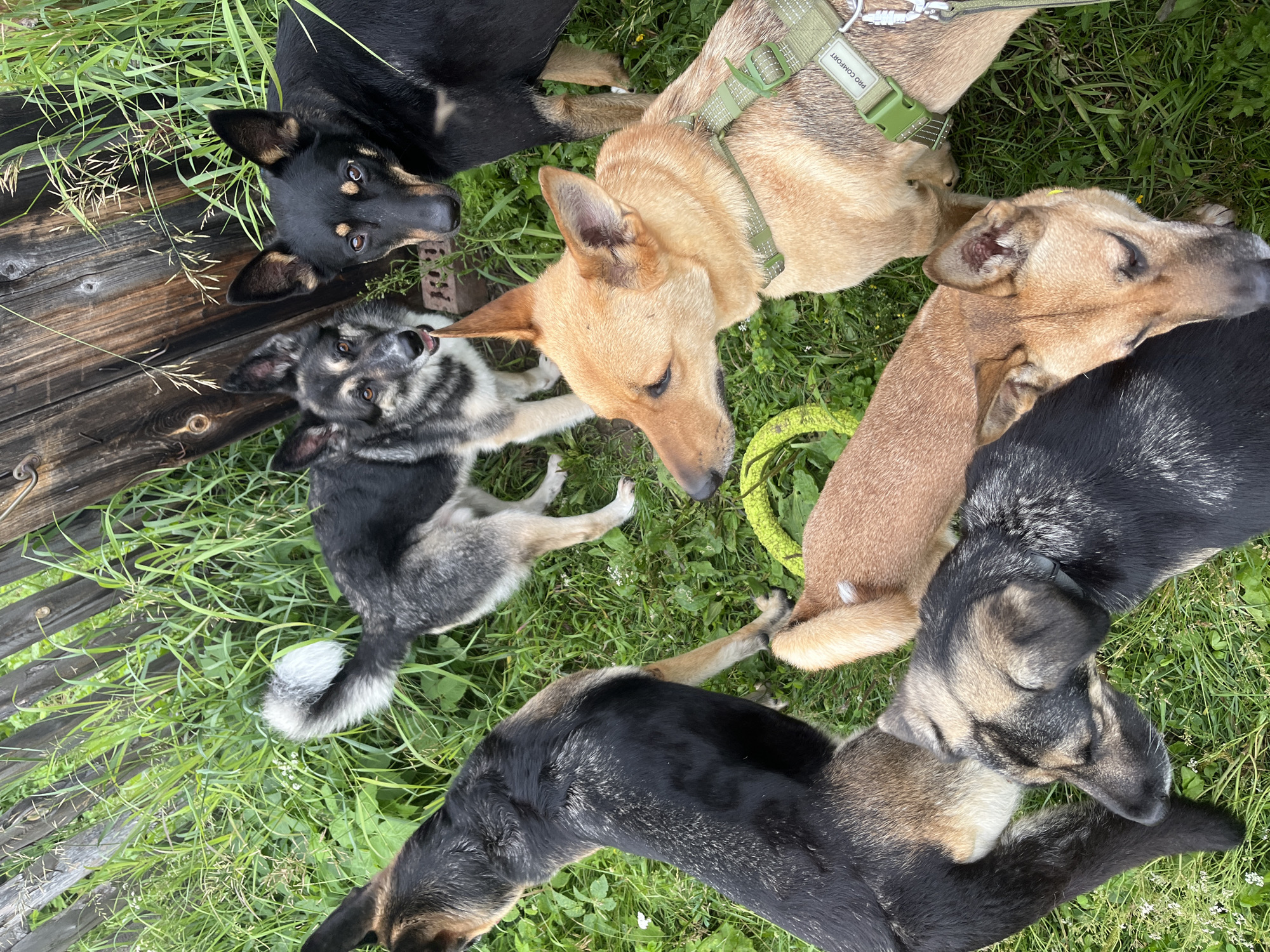 This media file shows a group of dogs lying on the grass next to a weathered wooden fence. The dogs are of various breeds and coat colors, including black, tan, and grey. They appear to be resting and interacting with each other, with some heads touching and bodies intertwined. A bright yellow, coiled rope toy is visible on the grass near some of the dogs. The scene suggests a relaxed outdoor setting, likely during the daytime, with green grass and some scattered white wildflowers. The lighting indicates it is daytime, possibly a sunny or partly cloudy day. One of the tan dogs is wearing a green harness with the text "PRO COMFORT" visible on it. The overall impression is one of canine companionship and leisure in a natural environment. The location context of Nizhny Tagil, Russia, adds a geographical detail to the scene.