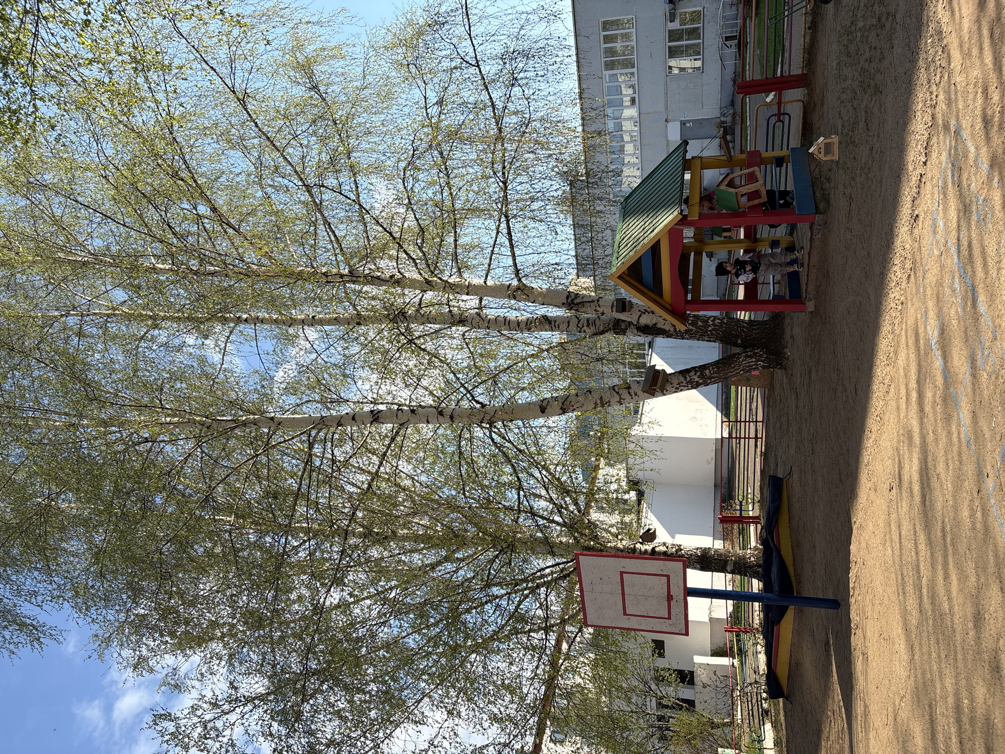 The image shows a playground in what appears to be Chaikovsky, Russia. The playground is on a sandy surface. A birch tree with light green leaves is prominent in the foreground, partially obscuring a basketball hoop. Behind the tree is a colorful play structure with children inside. A multi-story building is visible in the background. The weather appears sunny with a blue sky with scattered clouds.
