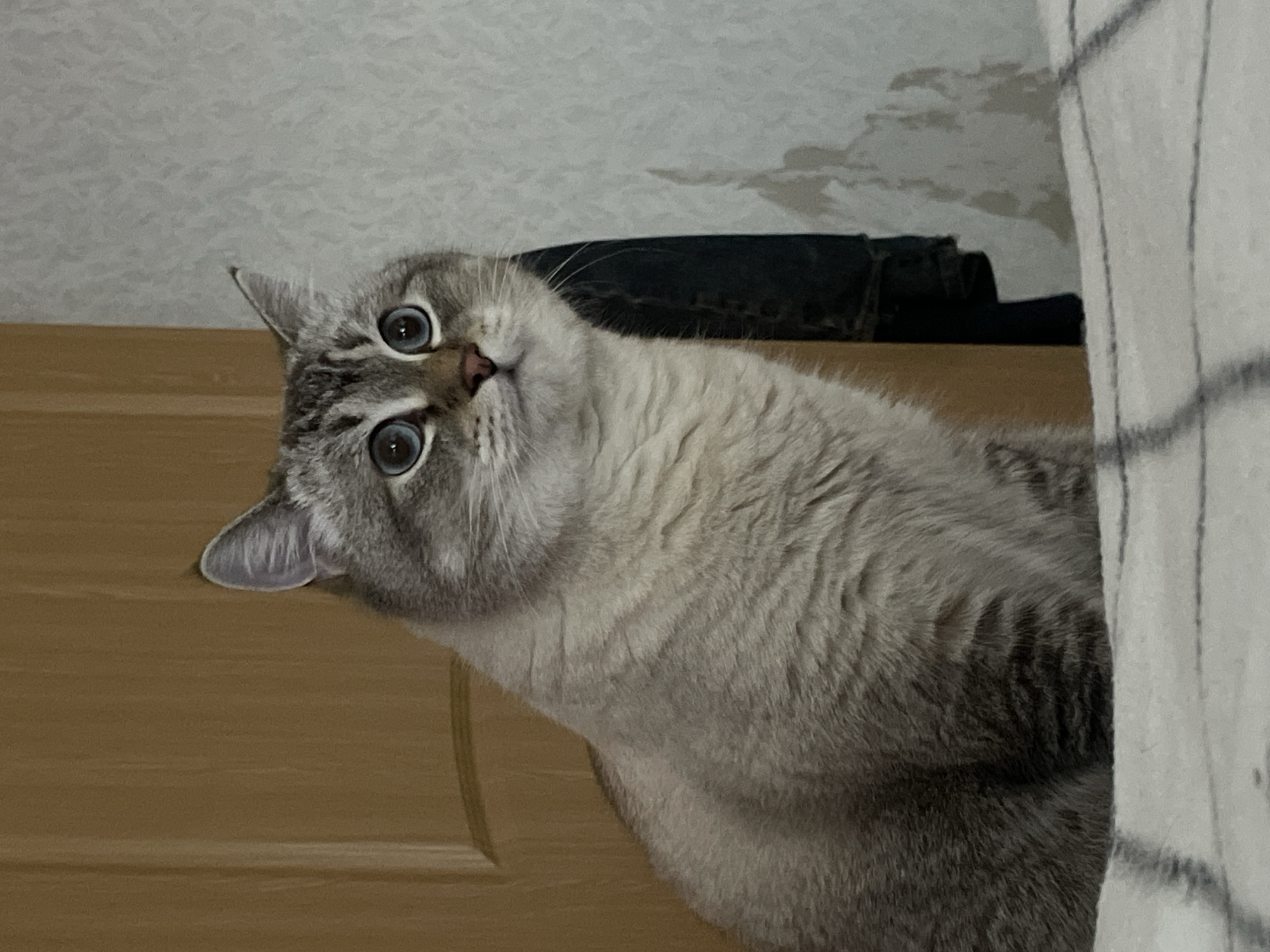 A tabby cat with striking blue eyes sits on a white and grey striped surface, looking to the right of the frame. The cat's fur is a mix of light grey and brown with darker tabby markings. Behind the cat, to the left, is a wooden door. To the right of the cat, a textured light grey wall is visible, with a dark object hanging on it. The overall setting appears to be indoors, possibly a home. There is no indication of the location being Votkinsk, Russia.