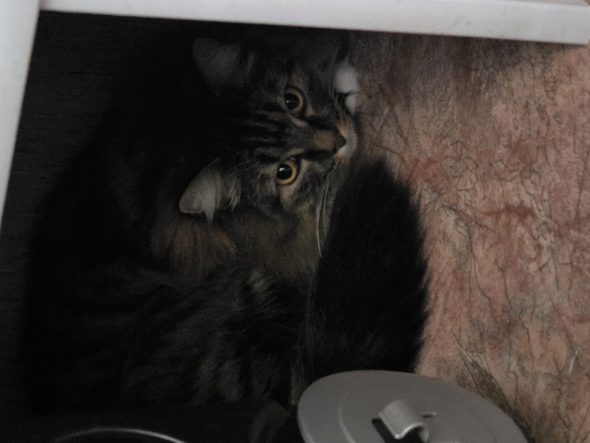 A domestic cat with brown and black tabby markings and yellow eyes is hiding in a dark, confined space. The cat is curled up, with its head visible and facing the camera. The cat's fur is long and fluffy. The background appears to be a textured surface, possibly fabric or carpet, with a reddish-brown hue. To the left of the cat, a portion of a silver, circular object with a metallic sheen is visible. The scene is dimly lit, suggesting the cat is in a sheltered or secluded area. The location is Omsk, Russia.