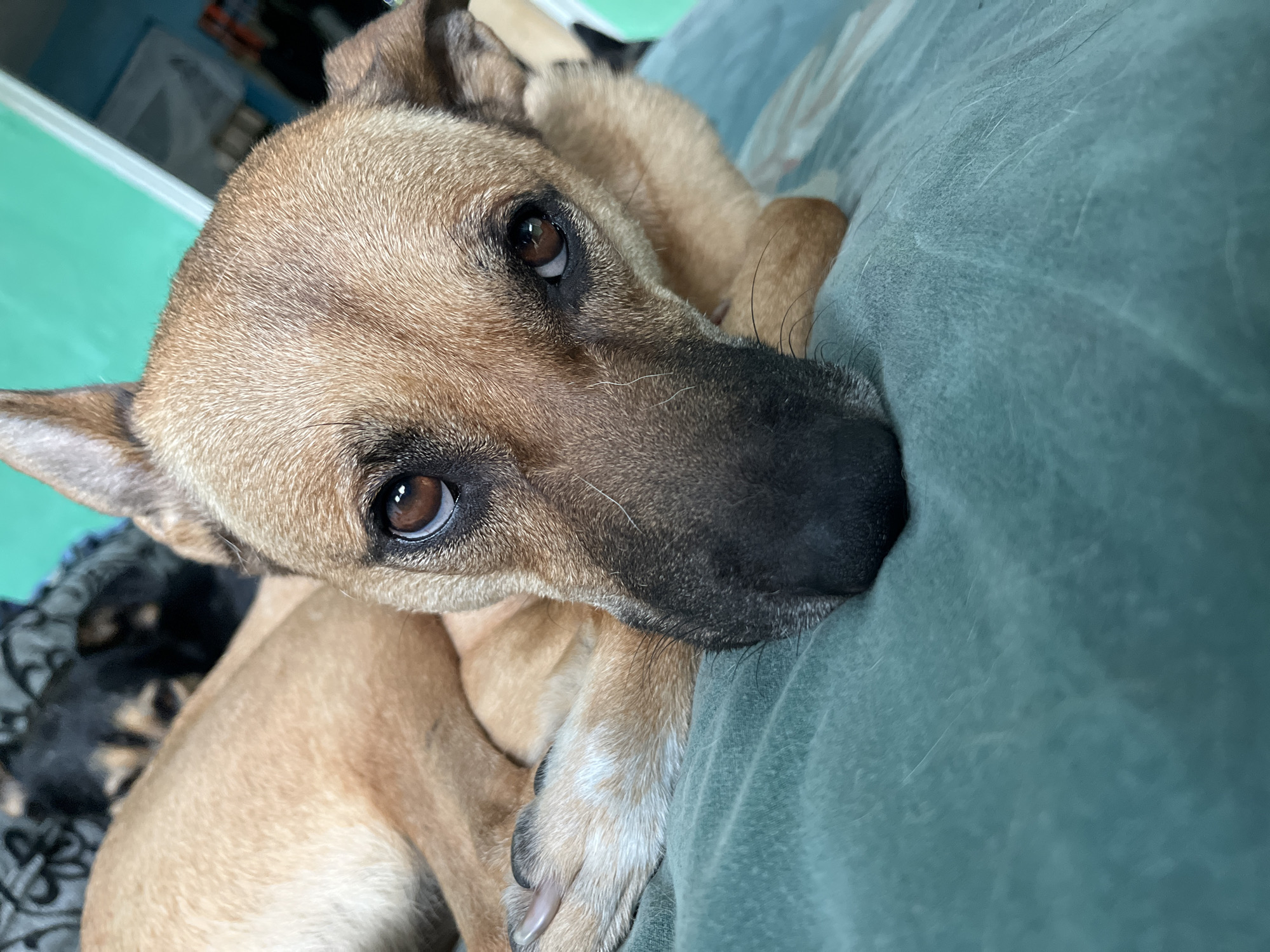 A medium shot shows a tan-colored dog lying on a teal-colored surface, likely a bed or sofa. The dog's head is tilted towards the camera, with its eyes looking directly at the viewer. Its fur is short and smooth, with darker markings around its muzzle and eyes. The dog's paws are visible, resting in front of its face. In the background, another dog, mostly black, is partially visible, also lying down. The overall lighting suggests an indoor setting, possibly a domestic environment. The location in the city of Nizhny Tagil, Russia, is not discernible from the image itself.