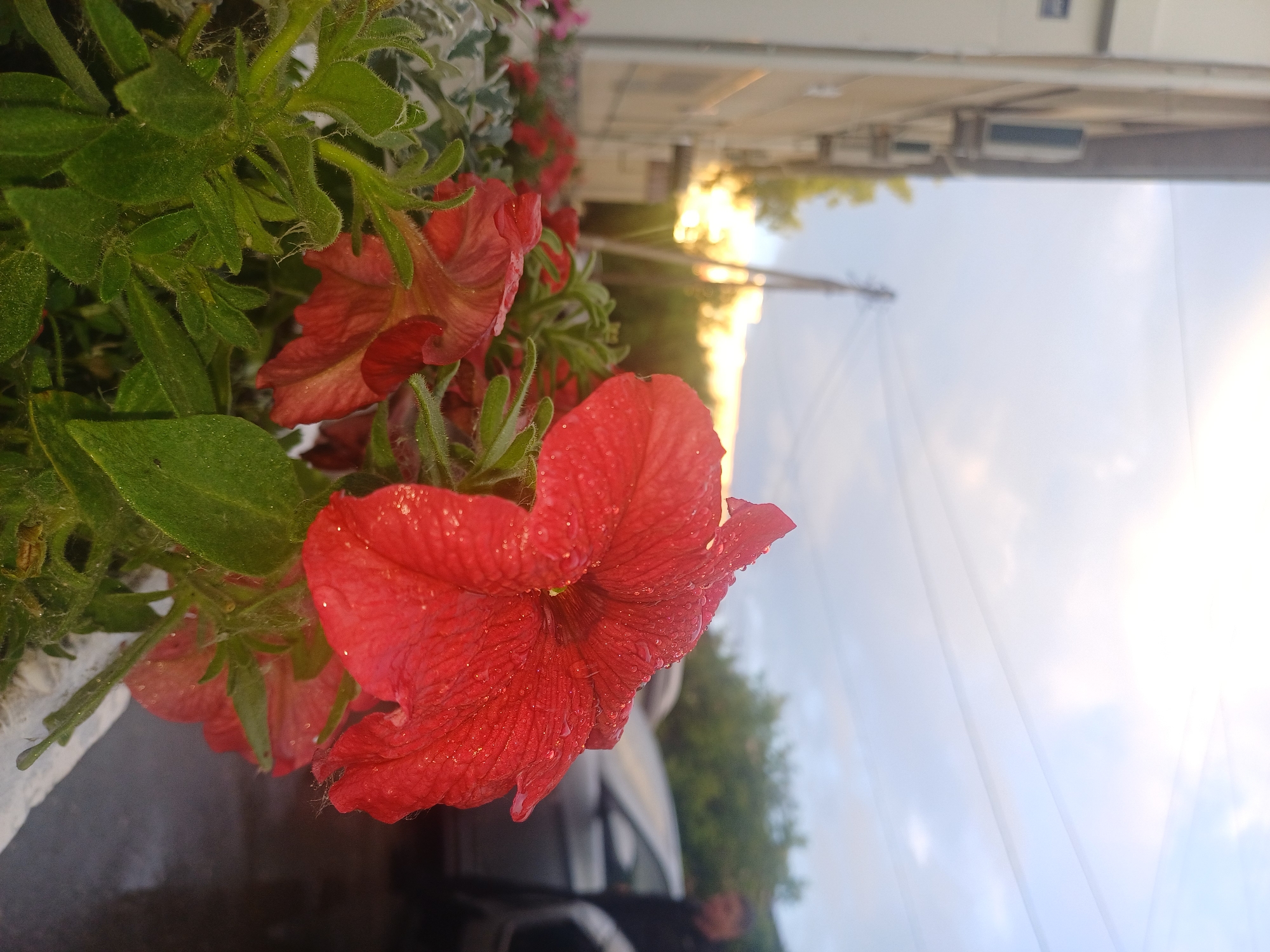 The image depicts a close-up view of vibrant red petunias in a planter, with water droplets visible on their petals. The flowers are lush and green, with a few smaller pink flowers in the background. Behind the flowers, a light-colored building with air conditioning units is visible. Further back, trees and a street with parked cars can be seen, with a blurred figure of a man standing near a car. The sky is overcast with soft light suggesting either early morning or late afternoon. The scene is consistent with an urban environment, possibly a residential or commercial area in Chaikovsky, Russia, given the presence of typical city infrastructure.