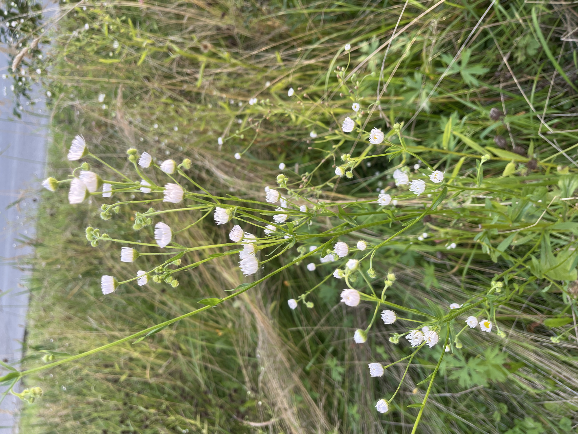 The image shows a close-up view of several small white wildflowers with yellow centers, clustered on thin green stems. The flowers are surrounded by tall, dry grass and other green foliage, suggesting a natural, outdoor setting. The background is softly blurred, with hints of green and brown, and the sky appears overcast. There are some small water droplets visible on the plants. The overall impression is a natural scene, likely a meadow or roadside in a rural area, potentially in Novy, Russia, given the prompt's context. There are no people or discernible man-made objects in the image.