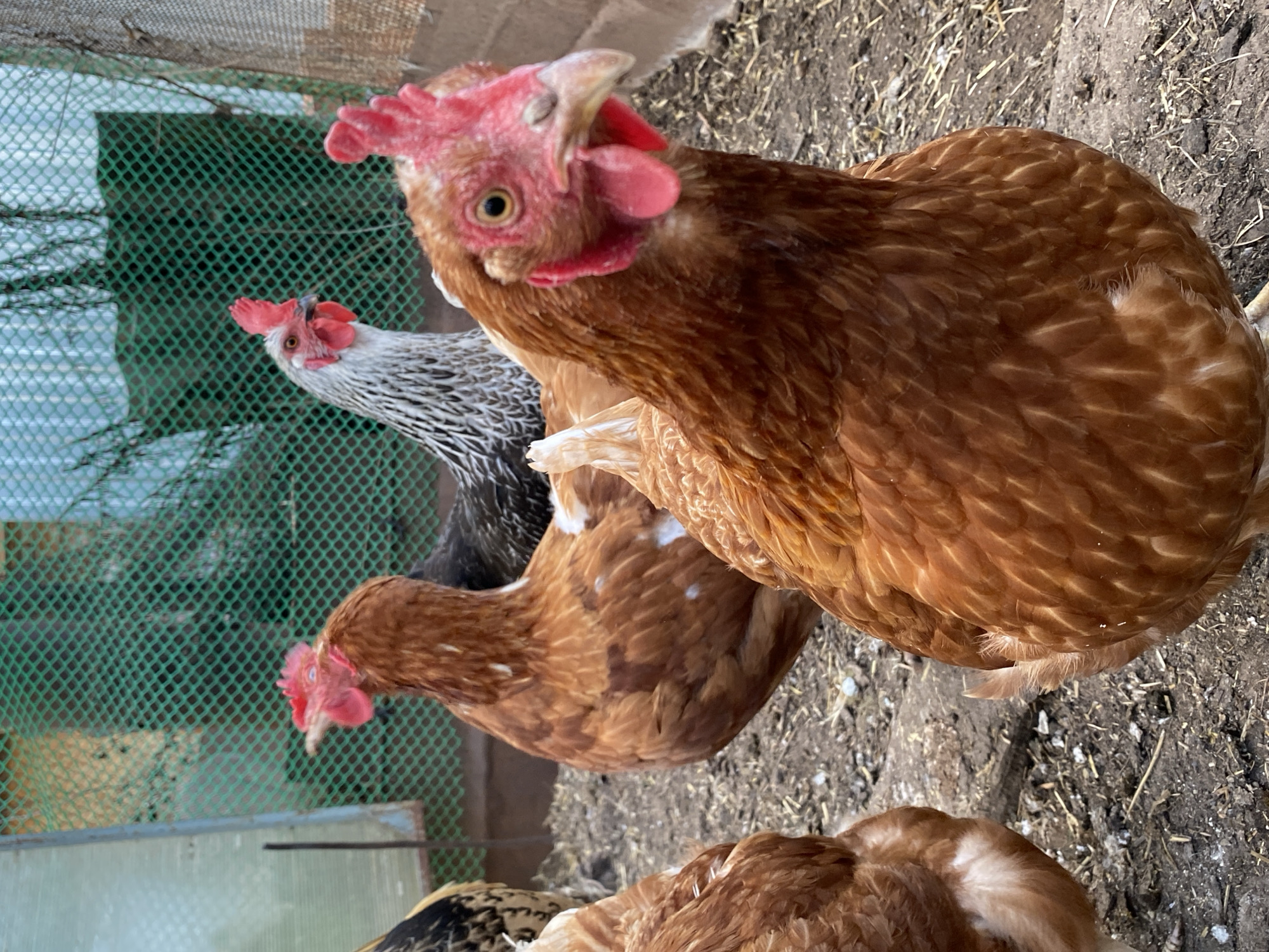 The image shows a group of chickens in a chicken coop. The chicken in the foreground is brown and is looking directly at the camera. Behind it, there is another brown chicken, and behind that, there is a black and white chicken. The background is a green wire mesh fence. The ground is dirt and straw. There are no people visible in the image. The location, Votkinsk, Russia, cannot be verified from the image.