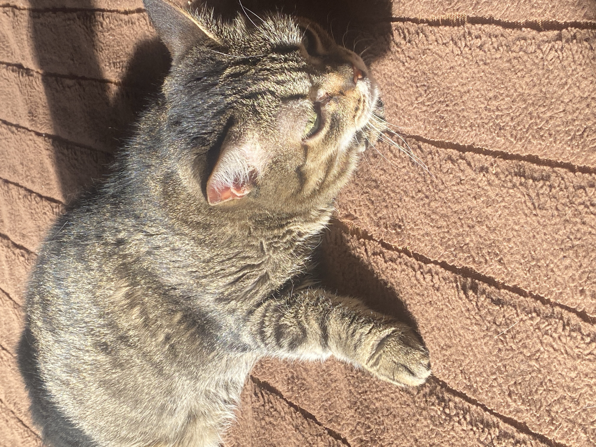 A tabby cat is lying on a brown, ridged blanket. The cat is lying on its side, with its head tilted upwards towards the light. The background is the brown blanket. The picture seems to be taken indoors. The location in Novokuznetsk, Russia cannot be determined from the image.