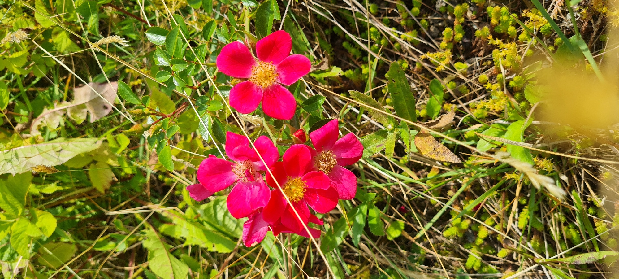 This image is a close-up, vertical shot of several bright pink wild roses in bloom. The flowers have five petals each and prominent yellow stamens. They are nestled amongst green foliage, dry grass stalks, and patches of low-lying green and yellow ground cover. The scene is set in a natural outdoor environment. There are no people or animals visible. The lighting suggests it is daytime with sunlight illuminating the flowers. The specific location in Borås, Sweden, cannot be determined from the visual information provided in the image.