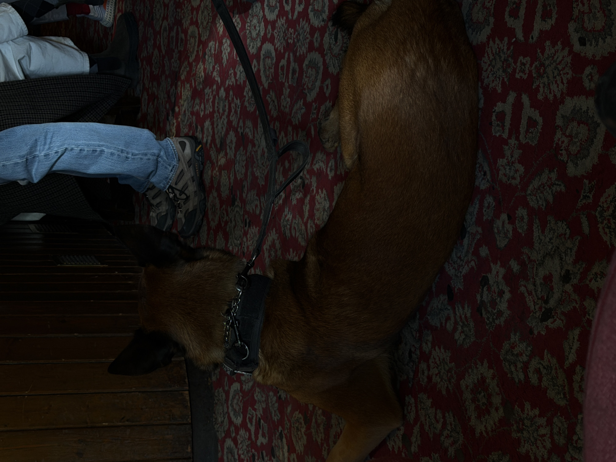 A high-angle shot depicts a brown dog with a black collar and leash resting on a red and beige patterned carpet. A person wearing blue jeans and hiking boots sits adjacent to the dog, with the edge of a wooden floor visible in the lower left corner. The setting appears to be indoors. There is no indication of this image being in the city of London, United Kingdom.