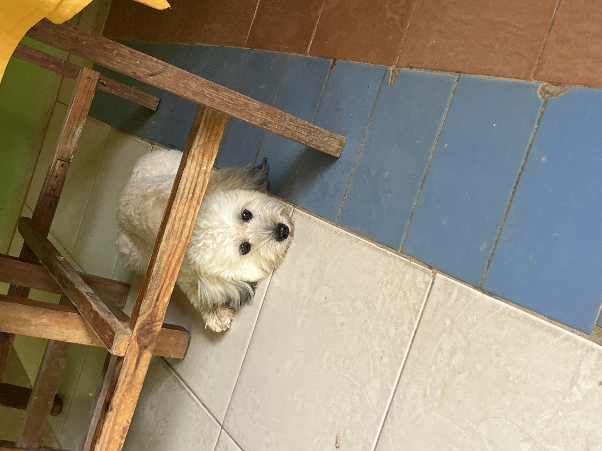 A small, white, shaggy dog is lying on a tiled floor under a wooden table. The dog's head is resting on the floor, and its eyes are looking forward. The floor is made of light-colored tiles. The table has four wooden legs. The background shows a green wall. The scene is indoors.