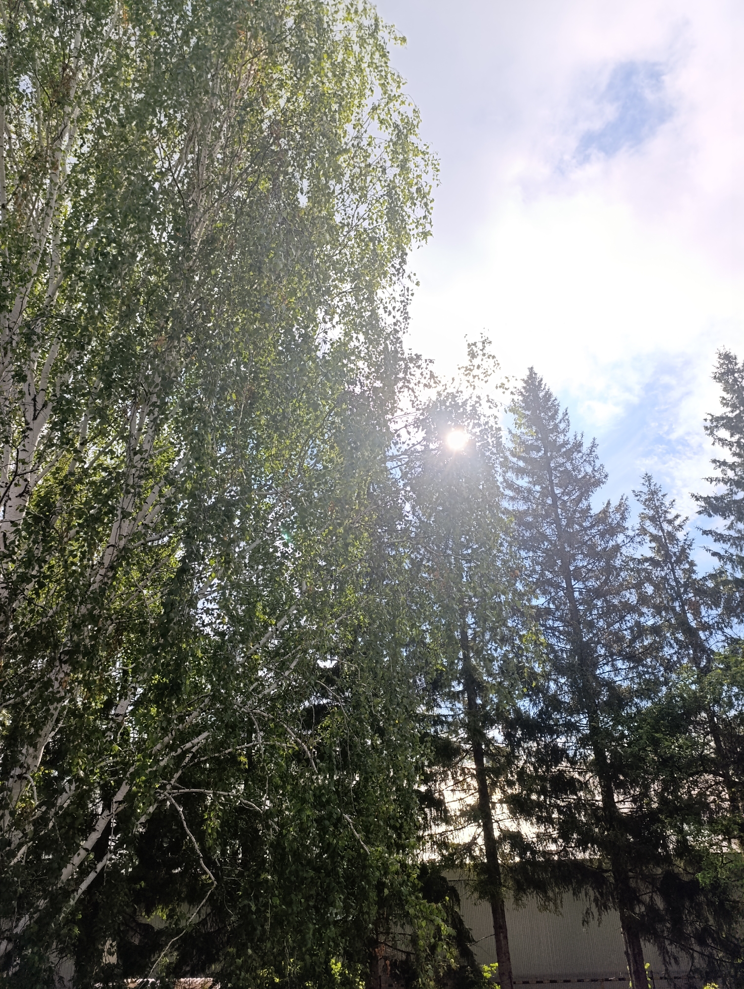 The image shows an outdoor scene with lush green foliage from trees dominating the foreground and middle ground. On the left, the white bark of birch trees is visible, with their leaves forming a dense canopy. To the right, tall evergreen trees, likely pine or spruce, rise up. The sun is shining brightly through the trees, creating a lens flare effect and casting rays of light. Above the trees, a partly cloudy sky with blue patches is visible. In the background, a light-colored building with a corrugated metal facade can be seen, suggesting an industrial or agricultural setting. The overall impression is one of a natural landscape interspersed with man-made structures. The location is identified as Tugulym, Russia.