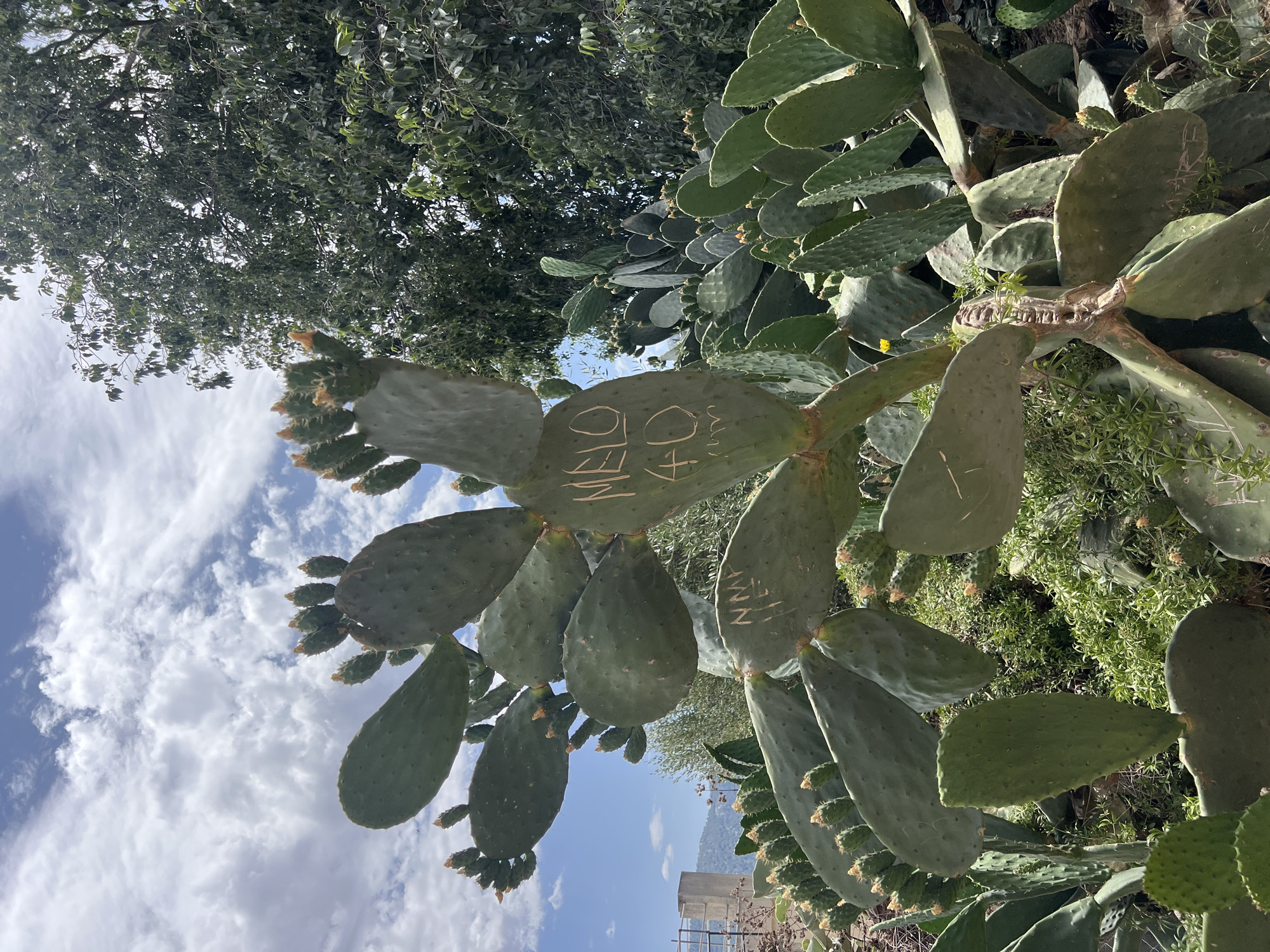A dense cluster of prickly pear cacti with paddle-shaped pads and numerous developing fruit pods dominates the foreground and midground of the image. The cacti are a vibrant green, with some pads showing signs of wear and tear, including scratches and light graffiti. One large pad in the upper right quadrant of the image has the words "MELO 40" written in white chalk. Another pad lower down and to the left has "NMX" scrawled on it, also in white. The cacti are growing in a somewhat overgrown area with low green vegetation and dry soil visible beneath. In the background, a large, leafy green tree shades a portion of the scene. Behind the trees, a bright blue sky with scattered white clouds is visible. To the far left, a light-colored concrete structure, possibly a building or wall, can be seen against the sky. The overall setting appears to be outdoors, likely in a warm, sunny climate, consistent with a location in Pollença, Spain. The focus is on the cacti, their unique form, and the markings on them, suggesting a natural setting that has been marked by human presence.