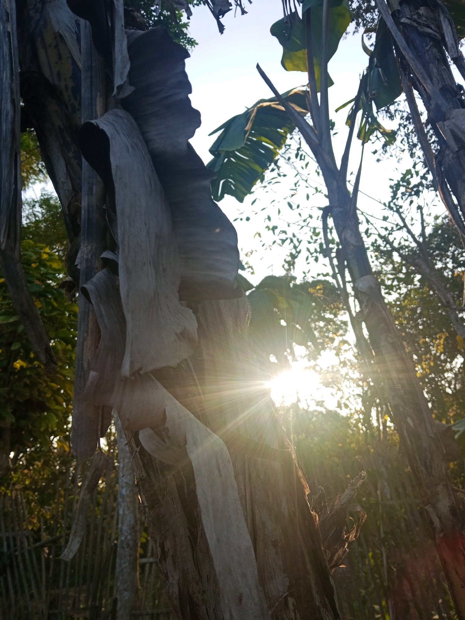 The image captures a close-up view of a weathered banana tree trunk with its dried, peeling leaves prominently featured in the foreground. Sunlight streams through the foliage and branches of other trees in the background, creating a lens flare effect and highlighting the textures of the banana tree. The scene appears to be in a natural outdoor setting, possibly a rural area or a park, given the presence of a wooden fence visible on the left side of the image. The overall mood is serene and natural, with the light creating a dramatic contrast between the sun-drenched background and the shadowed trunk. The location is identified as Seddur, Indonesia.