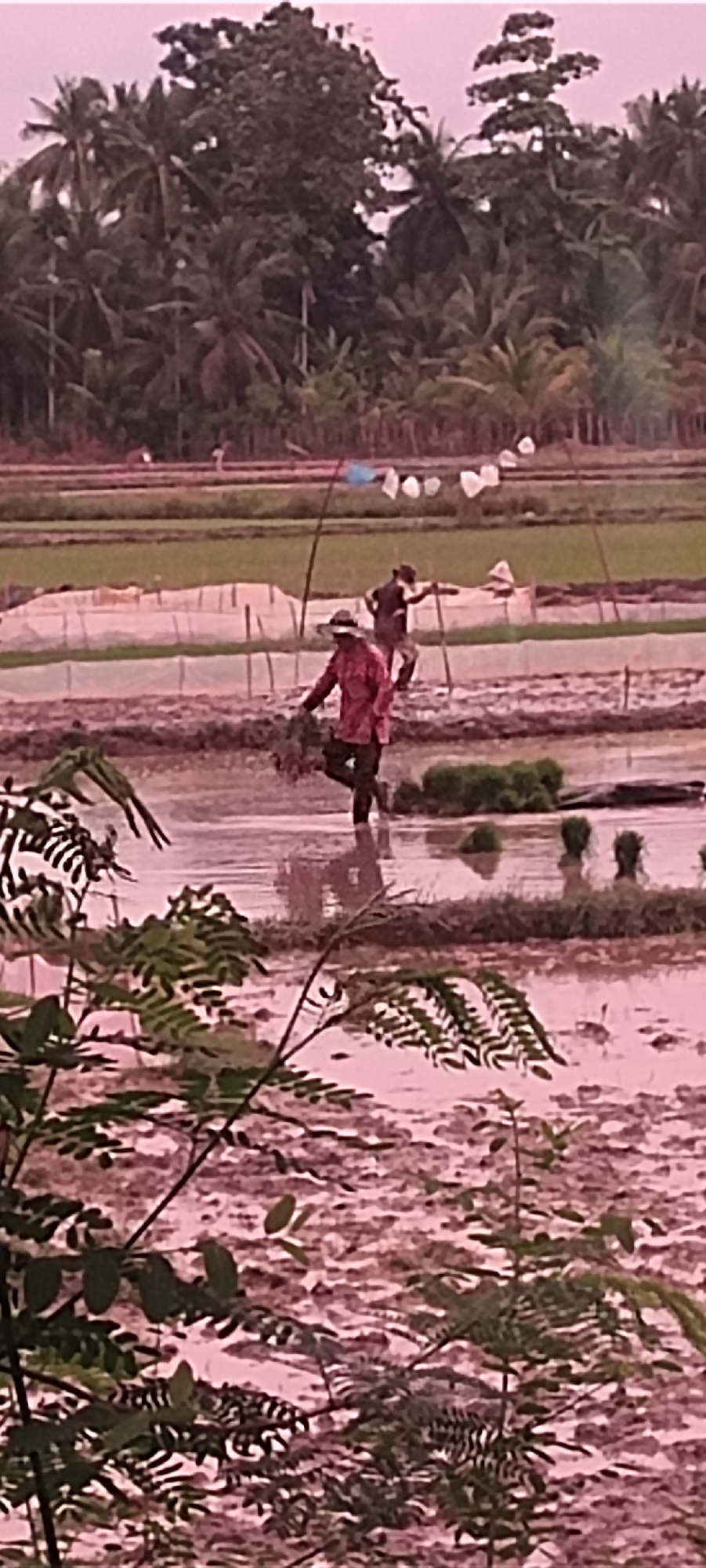 In the city of Aluegunto, Indonesia, a rural scene unfolds in a flooded rice paddy under a twilight sky. Two individuals are engaged in agricultural labor. In the foreground, a person wearing a wide-brimmed hat and a reddish shirt walks through the water, carrying a bundle of green seedlings. Their body is positioned in a walking stride, and they appear to be transferring the seedlings. Further in the background, another person, also wearing a hat, is visible in the paddy, holding a pole with what appears to be a flag or marker attached to it. The rice paddy itself is a muddy, waterlogged expanse, with rows of young rice plants visible in distinct sections. Beyond the paddy, lush vegetation, including palm trees and dense foliage, forms a verdant backdrop. Several bamboo poles with white flags are erected along the edge of the paddy. The overall atmosphere is one of agricultural activity in a tropical environment.
