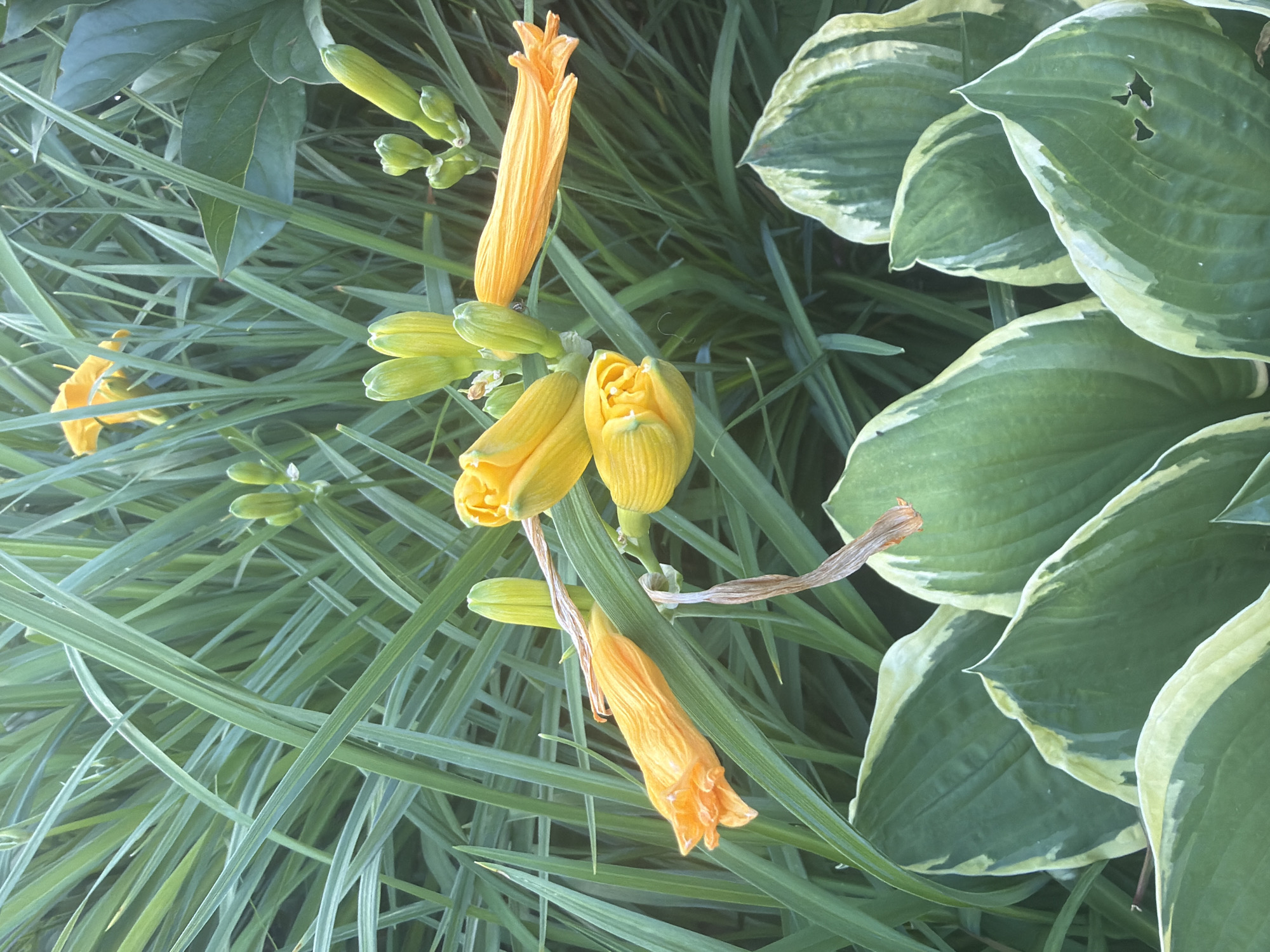 A close-up, eye-level shot captures a cluster of bright yellow and orange daylily buds and one partially opened flower, nestled amongst lush green foliage. The dominant subjects are the vibrant daylily blooms, with their petals unfurling to reveal intricate textures and color gradients ranging from deep orange to pale yellow. Several buds, still tightly closed, hint at future blooms. The surrounding environment consists of tall, thin green blades of grass and broader, variegated hosta leaves with creamy white edges at the bottom of the frame. The lighting suggests a bright, sunny day, casting subtle shadows and highlighting the dew-kissed appearance of the plants. No people or man-made objects are visible in this natural garden scene.