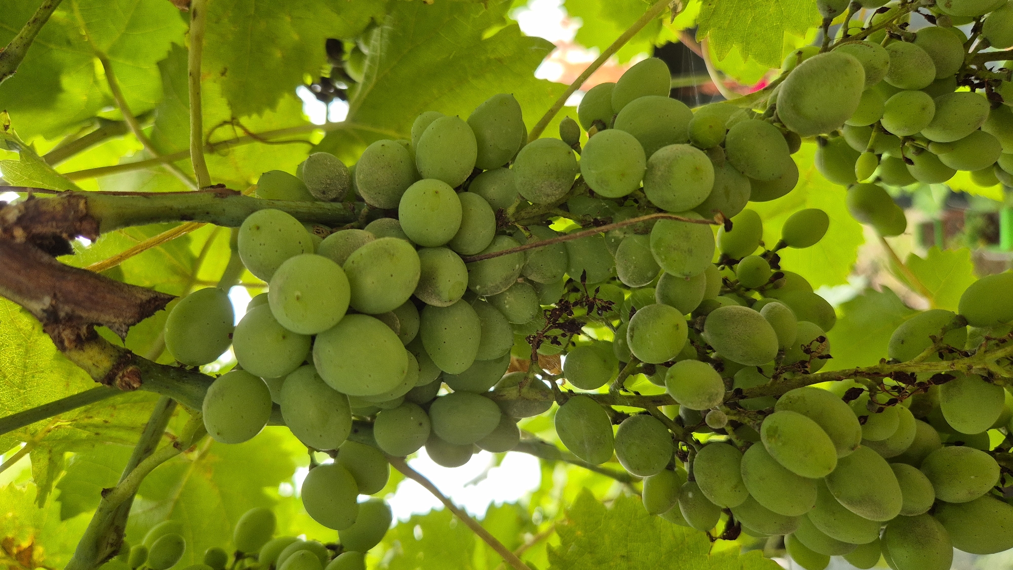A close-up, low-angle shot captures a cluster of unripe green grapes hanging from a vine amidst lush green leaves. The grapes are small and round, with a light green hue and a powdery bloom on their surfaces. Some of the grapes are tightly packed together, while others hang loosely from thin stems. The vine itself is thick and woody, with a rough, brown texture. The background is a blur of green foliage and dappled sunlight, suggesting an outdoor setting, possibly a vineyard or garden. The image does not contain any information about the city of Doirentsi, Bulgaria.