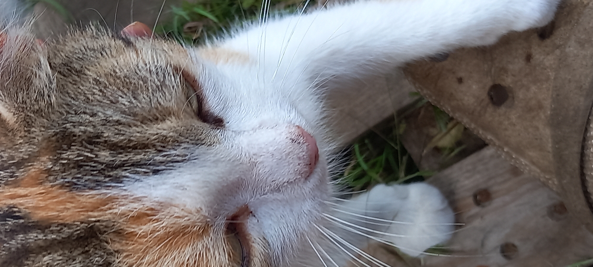 A close-up, high-angle vertical shot captures the head and upper body of a domestic cat in an outdoor environment in Unknown, Unknown. The cat exhibits a tri-color coat with white dominating the lower face, chest, and front limbs, complemented by patches of brown tabby and orange fur on the forehead and ears. The cat's eyes are mostly closed, and its pink nose shows minor textural irregularities. Prominent white whiskers extend from both sides of the muzzle. The cat's left front paw is partially visible on the lower left. The immediate foreground features a weathered wooden surface, possibly planks, with dark circular stains. Green grass and sparse dried foliage are visible in the background, behind and to the sides of the cat. Natural daylight illuminates the scene from above.