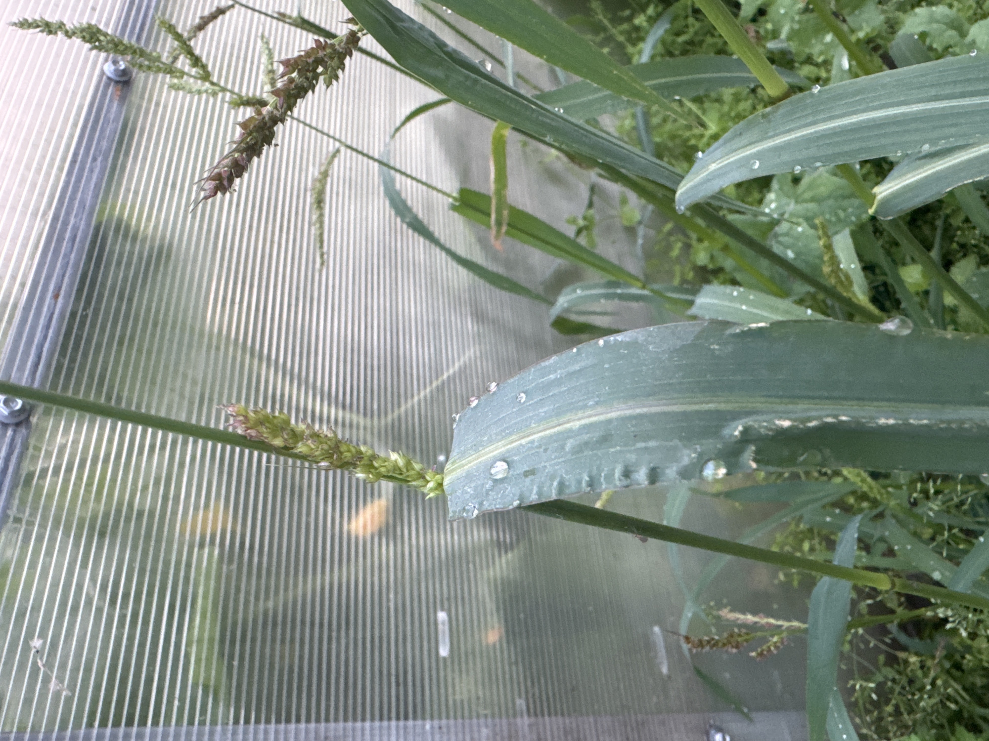 The image depicts a close-up view of a plant with long, green leaves, some of which are adorned with water droplets. The plant appears to be growing outdoors, possibly in a garden or a greenhouse, given the presence of a corrugated, translucent material in the background that resembles greenhouse panels. This material is affixed with a metal bolt. The plant's seed heads are visible, characterized by their spiky, elongated structures with reddish-brown accents. The overall environment appears to be natural and slightly damp. There is no discernible location in the city of Krasnoyarsk, Russia, nor are there any people or specific actions observed in the image.