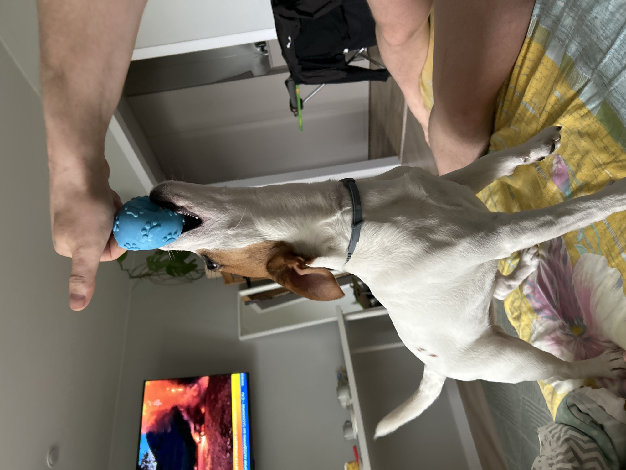 A light-skinned person is holding a blue toy ball near a Jack Russell Terrier dog's mouth. The dog is stretching upwards with its mouth open trying to grab the ball. The dog wears a gray collar. The background includes a television screen displaying a blurred image, a white shelf, a black chair, a bed with a yellow and floral patterned sheet, and a section of a wall. The scene appears to be indoors. It is not possible to determine the location of Chaikovsky, Russia based on the image content.