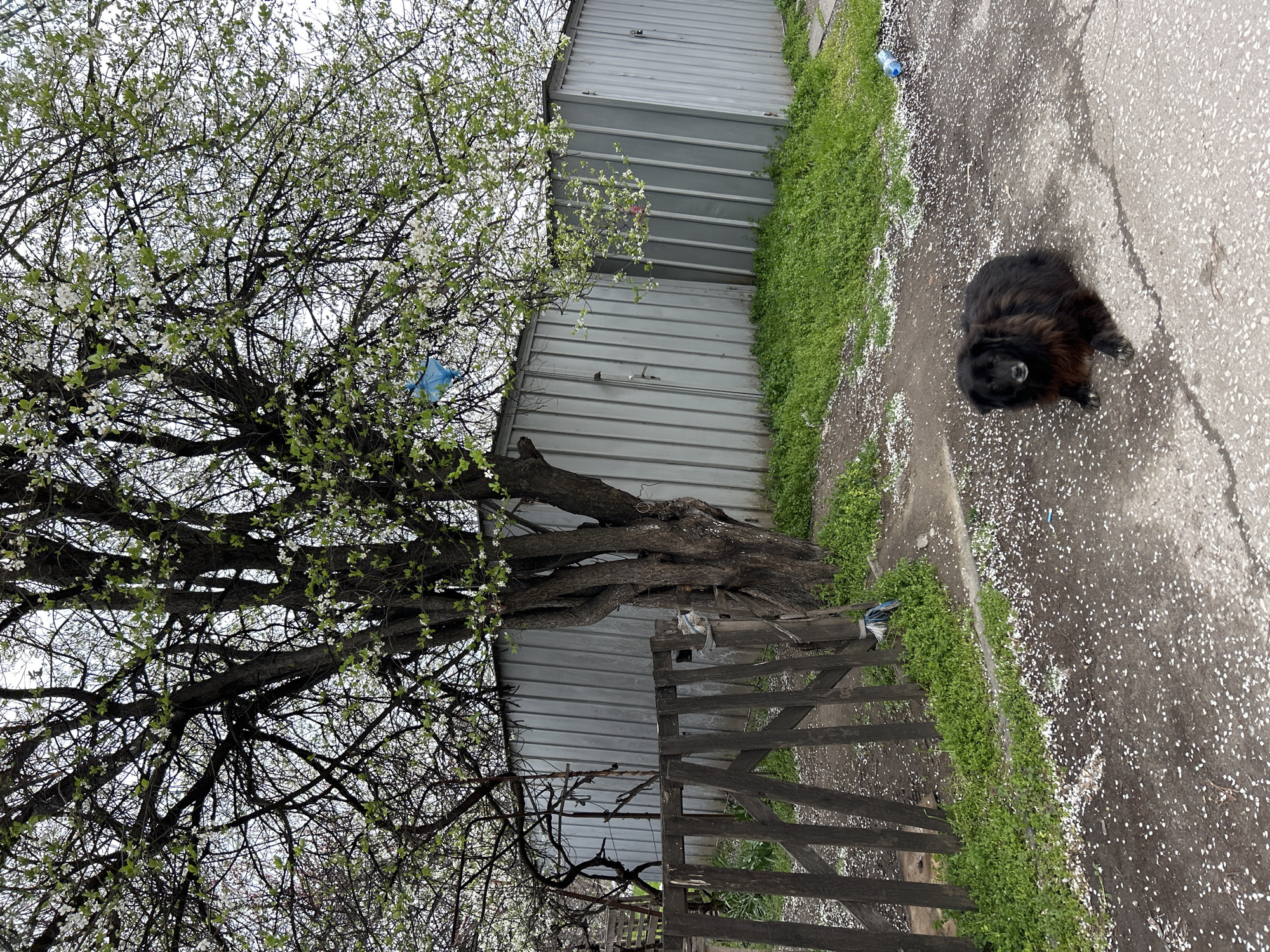 The image shows a scene likely located in a residential area. A large tree, partially in bloom with white flowers, dominates the left side of the frame. A section of a corrugated metal wall runs horizontally behind the tree. In front of the wall is a weathered, wooden fence. To the right of the fence and the metal wall is a strip of green grass. A black dog stands on a concrete or asphalt surface littered with what appear to be fallen white flower petals. Given the flowers on the tree, the season is likely spring. The presence of metal wall structure suggests an industrial or storage area nearby, as well as an old style fence.
It is not possible to confirm the specific location in Plovdiv, Bulgaria, based on the given visual information alone.