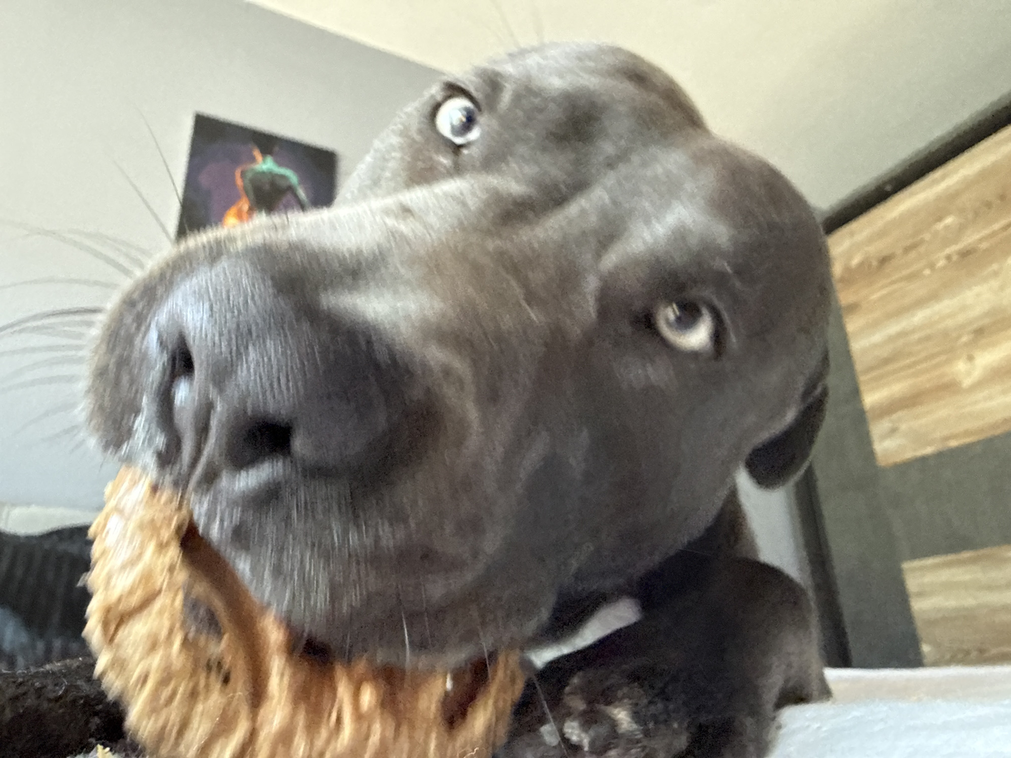A close-up, low-angle, indoor shot shows a dark-colored dog with a toy in its mouth. The dog's head is large in the frame, with its nose and snout prominently featured. One of its eyes is wide and looking directly at the camera, while the other is partially obscured. The dog's ears are visible, with one appearing to be slightly folded. A fuzzy, tan-colored toy is held firmly in the dog's mouth, partially obscuring its snout. In the background, a framed artwork with a dark background and figures in orange and green is visible on a light-colored wall. To the right, a wooden-paneled surface, possibly furniture, is visible. The environment appears to be a bedroom or living area. The image is taken in Varna, Bulgaria.