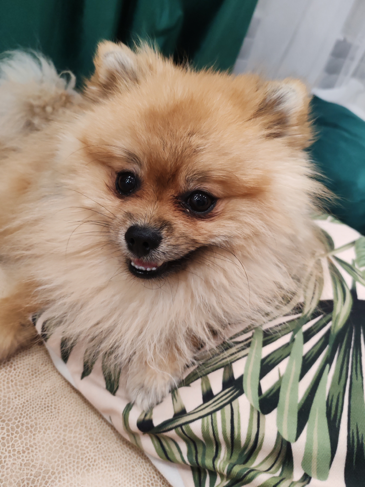 A Pomeranian dog with light brown fur rests on a light-colored textured surface, possibly a rug or blanket. The dog is positioned on its side, facing the camera with its head slightly tilted. It has dark, expressive eyes, a black nose, and its mouth is slightly open, revealing a hint of its teeth. The dog's fluffy mane is prominent around its face and neck.
Behind the dog, a pillow with a tropical leaf pattern in green and white is visible. The dog appears to be resting its head or front paws on this pillow. In the background, a dark green fabric, likely a curtain or upholstery, creates a contrasting backdrop. There is also a glimpse of a white, sheer fabric, possibly a curtain or sheer covering, in the upper right corner.
The lighting suggests an indoor setting, possibly during the daytime, as there is a soft, diffused light on the dog. The dog's expression appears calm and content. No text is visible in the image. The overall scene conveys a sense of comfort and domestic tranquility.