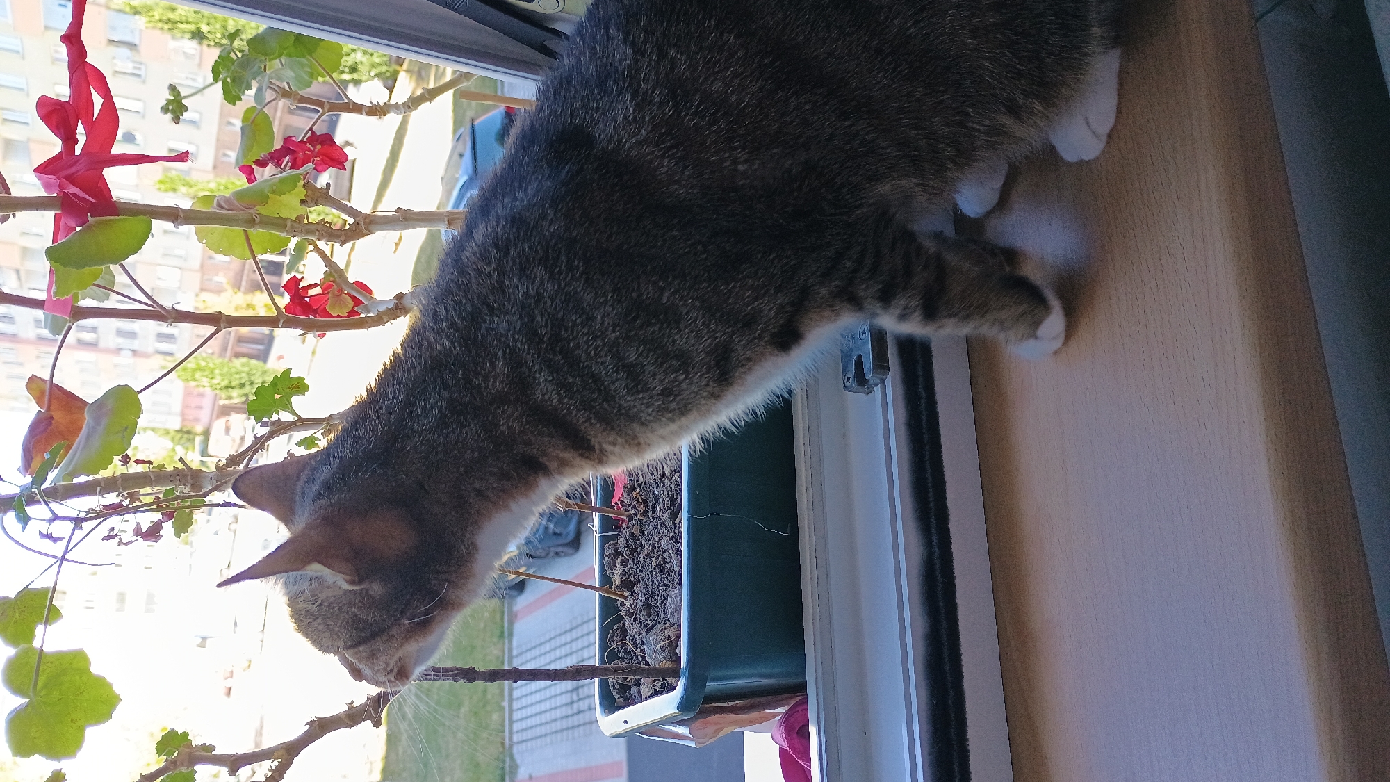 A tabby cat with white paws sits on a wooden windowsill, looking out a window. In front of the cat is a green planter box with soil and a plant. Outside the window, buildings and trees are visible. The scene appears to be in Sokolov, Czechia.