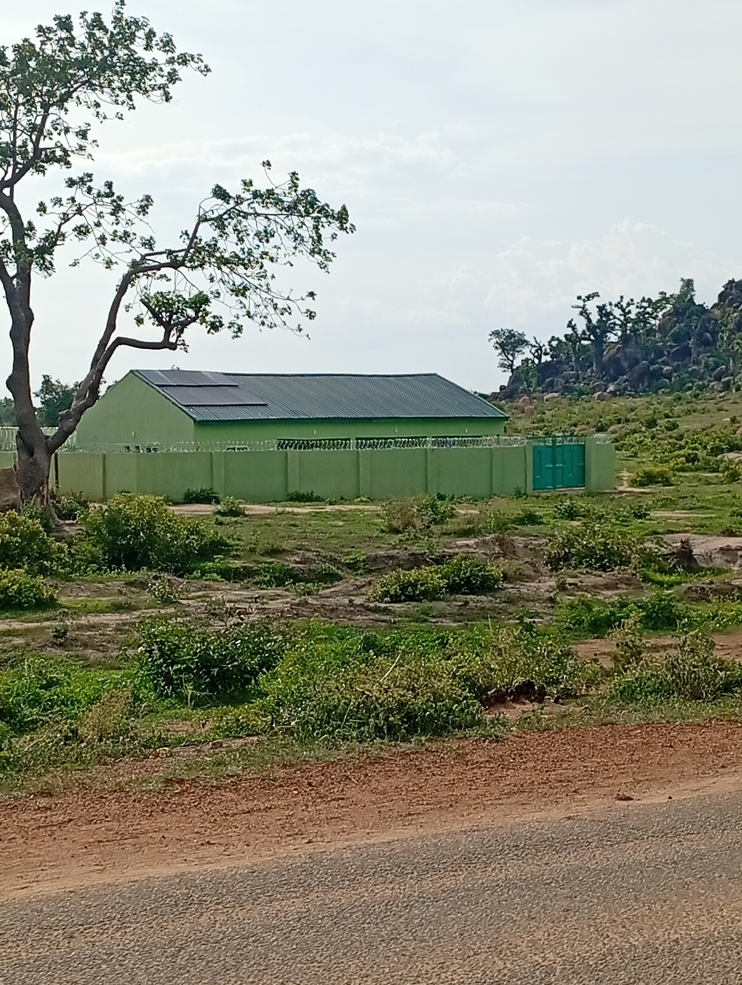 In the city of Shuwa, Nigeria, a light green building with a dark green, corrugated metal roof stands behind a light green fence. Solar panels are visible on the roof of the building. A large, mature tree with a thick trunk and spreading branches partially obscures the left side of the building. The fence encloses a yard with sparse vegetation and a green metal gate on the right side. In the background, rocky hills dotted with trees rise against a cloudy sky. The foreground shows a dirt road transitioning into an asphalt road, with scattered green plants and reddish-brown soil.