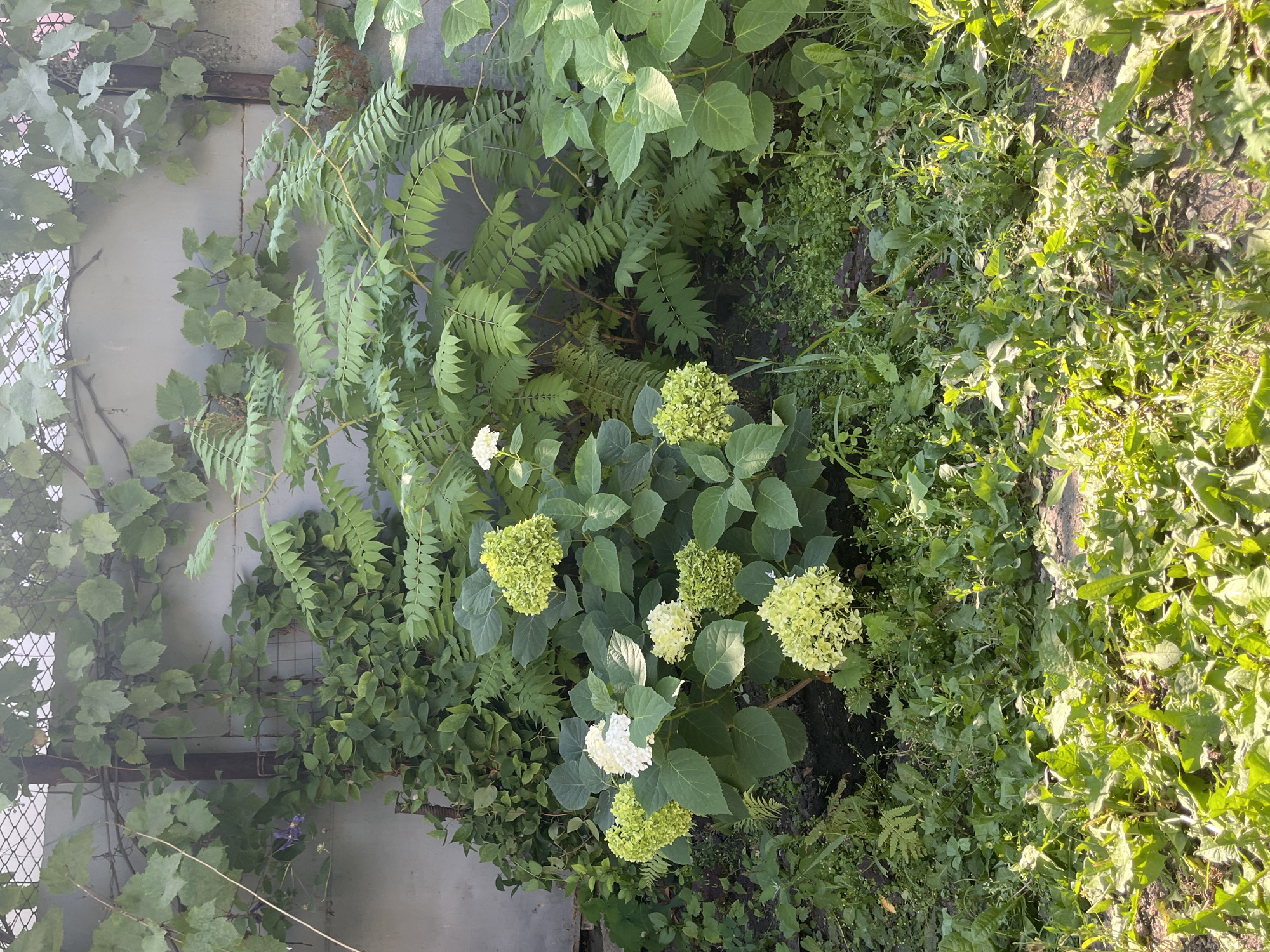 This is an exterior, eye-level, full shot of a garden area in Saratov, Russia, on a sunny day. The foreground is filled with various green plants and weeds. In the mid-ground, a hydrangea bush with white and light green flower clusters is prominently featured, surrounded by other greenery. Behind the hydrangea, a taller plant with fern-like leaves grows against a grey concrete wall. Vines with large, green leaves are growing along the top of the wall and draped over metal poles. The overall scene depicts a lush, somewhat overgrown garden. No people or animals are visible.