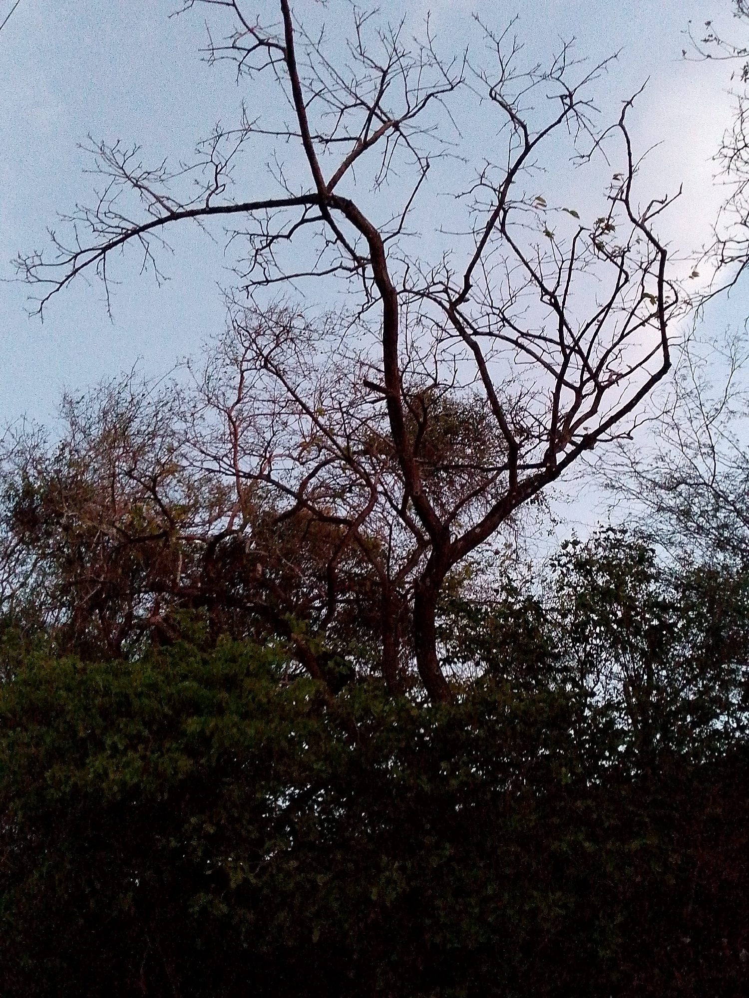 A daytime scene in Altagracia, Venezuela, depicts a cluster of trees. The dominant tree in the foreground is bare, its branches reaching upwards against a light-colored sky. Behind this tree, other trees with sparse foliage are visible. The lower portion of the image is filled with dense, green bushes or shrubs. There are no people visible in the image.