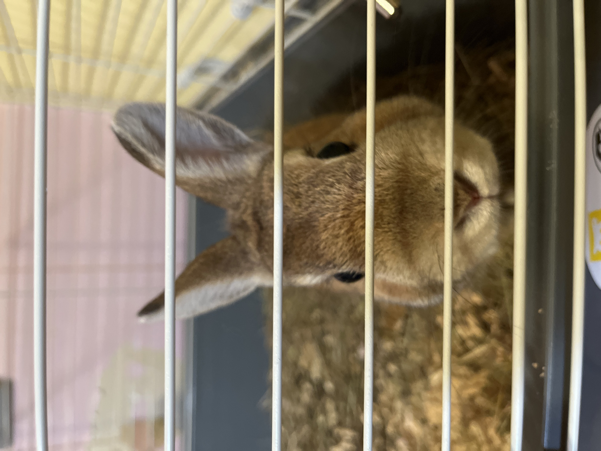 A brown rabbit is inside a wire cage. The rabbit's head is visible in the center of the frame. The ears are pointed and stand upright. The cage bars are white. The background includes pink and yellow colors, possibly a wall or another object. The location is Ореховка, Russia.