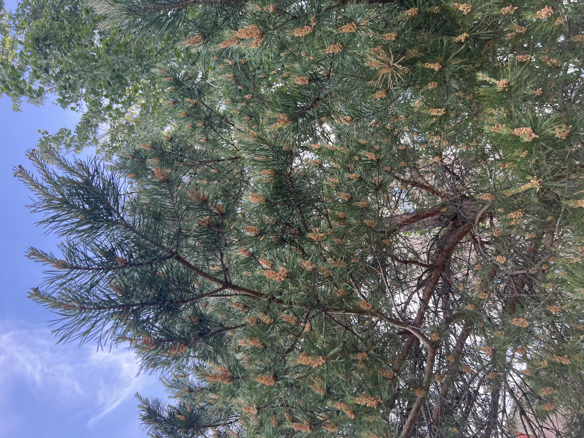 The image shows an upward view into the branches of a tree. The needles are green, and the tree is covered with small, light brown cones. The sky is visible through the branches, with light blue and wisps of white clouds.
The location is Марковский, Russia.