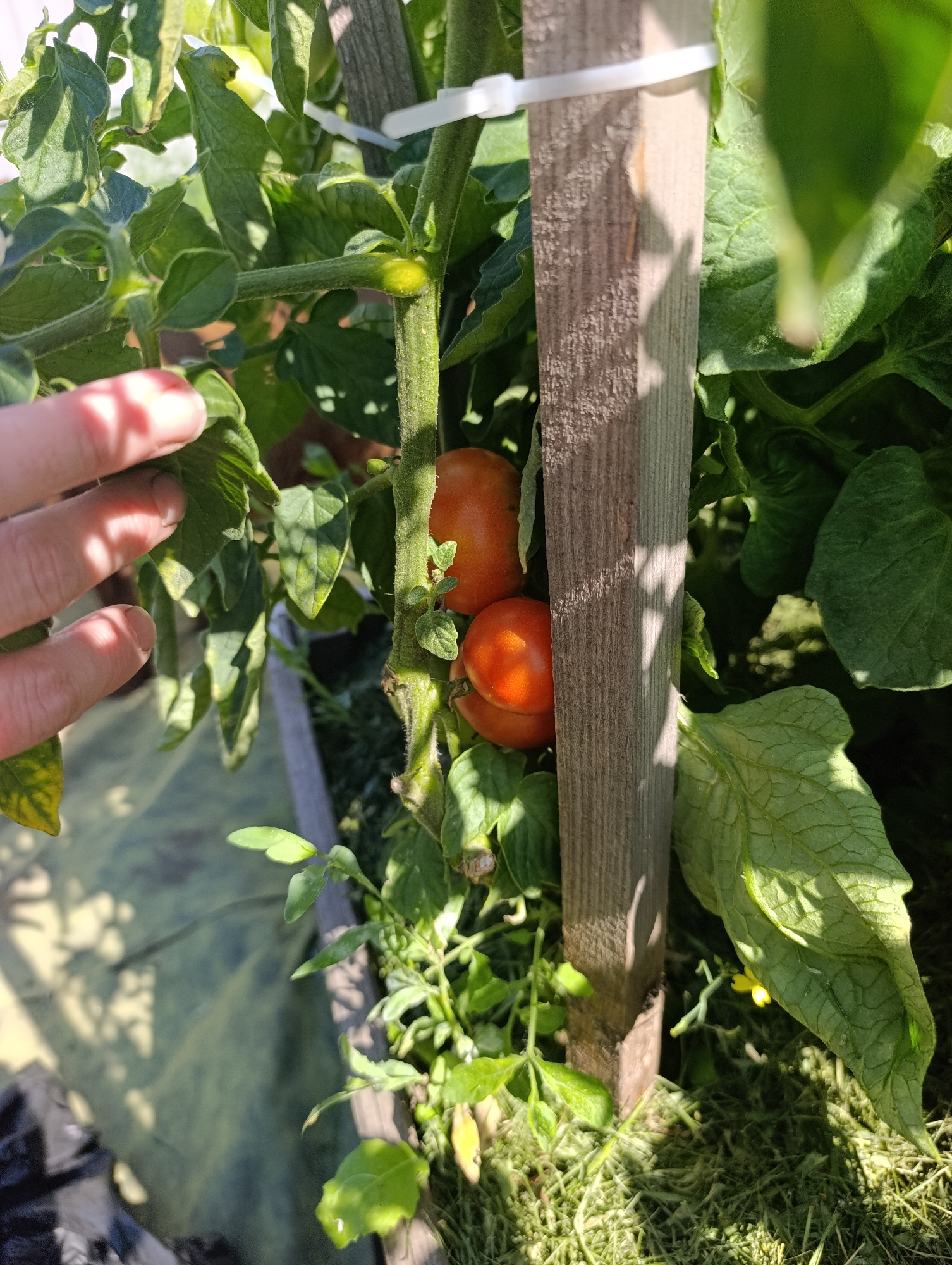In Ivanovk, Russia, a close-up shot captures a tomato plant with ripening fruit. Two tomatoes, one more rounded and orange, the other slightly elongated and a deeper red, are visible. A person's hand, with fingers partially obscured by a leaf, is near the upper left of the frame, its presence suggesting interaction or inspection of the plant. The plant is supported by a rough, wooden stake tied with a white zip tie. Green leaves, some with lighter yellowed patches, surround the tomatoes and stake, casting shadows. The background shows a blurred expanse of green and light, with hints of a garden bed or ground cover.